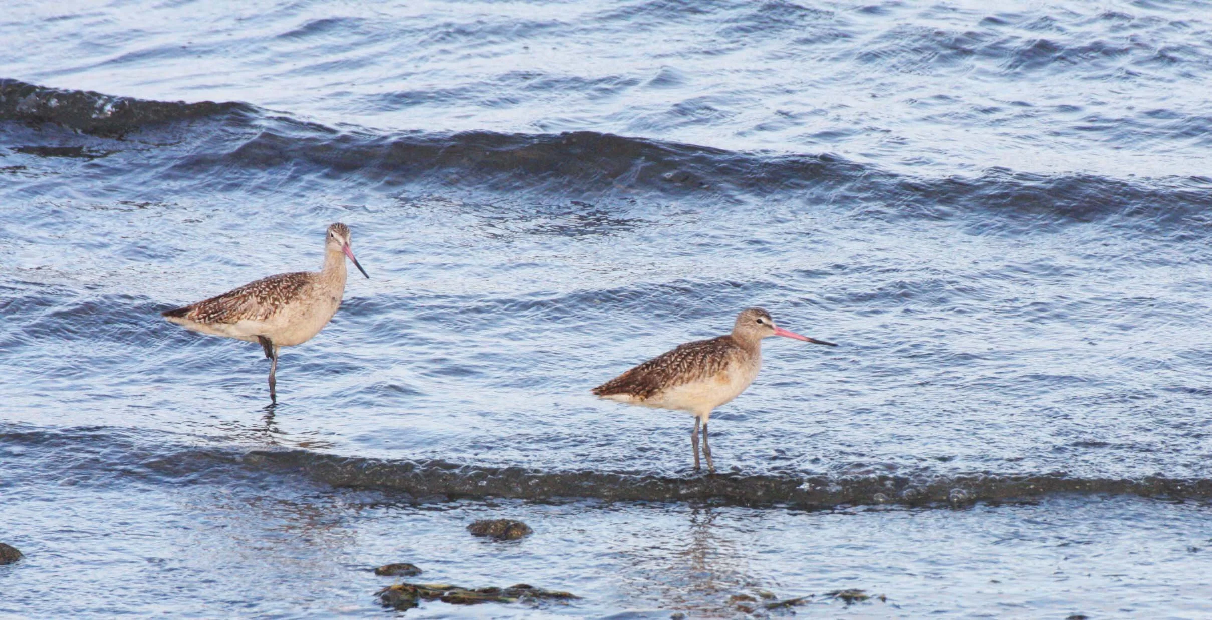 BIRD - GODWIT - MARBLED GODWIT - SAN IGNACIO LAGOON BAJA MEXICO (2).JPG