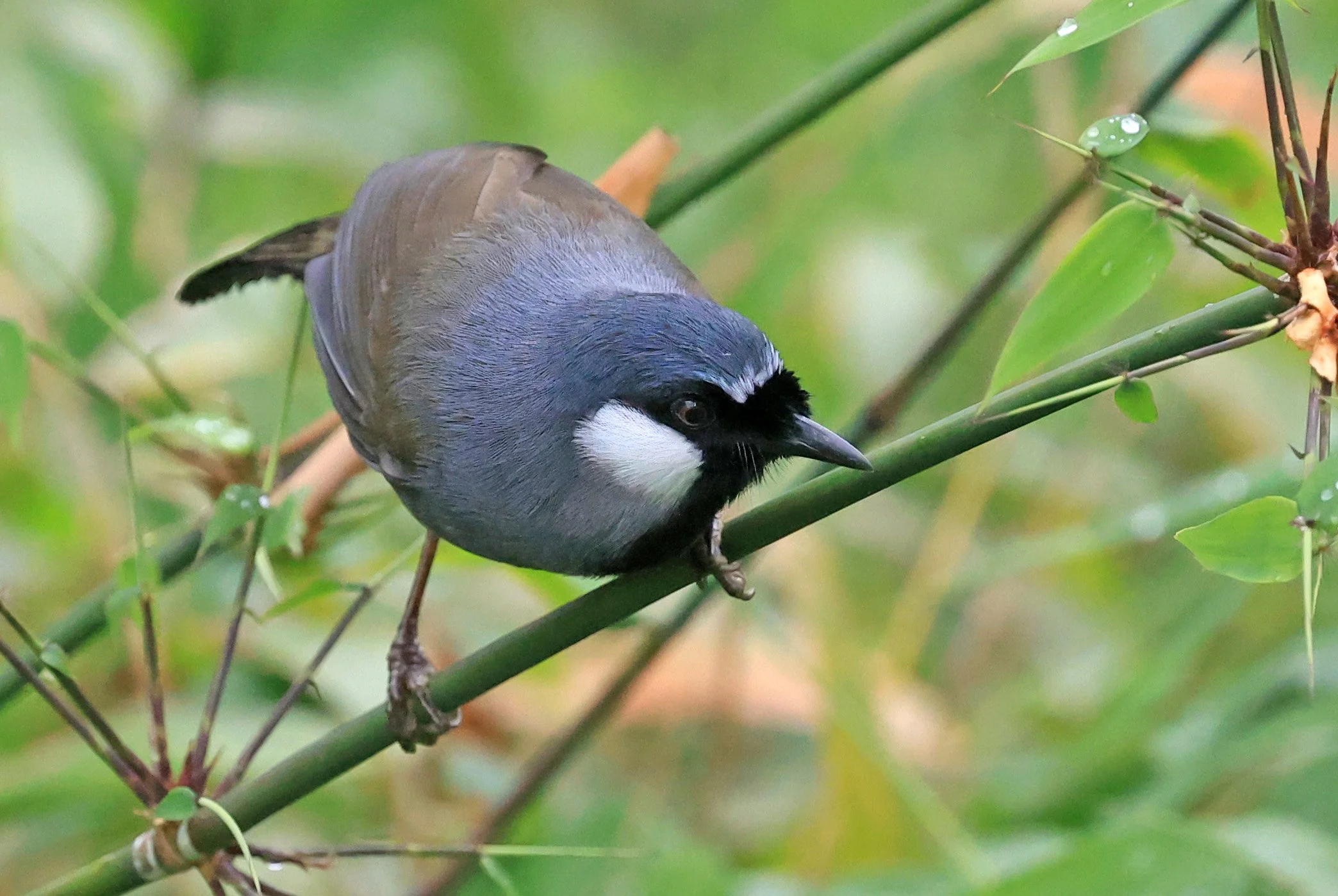 Black-throated Laughingthrush (Pterorhinus chinensis) Khao Yai National Park Feb 2026 Day 2 (57).jpg