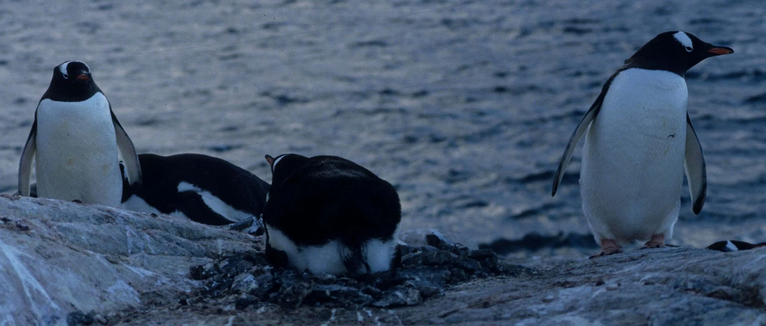 Gentoo Penguin (Pygoscelis papua) Danco Island Antarctic Peninsula (16).jpg
