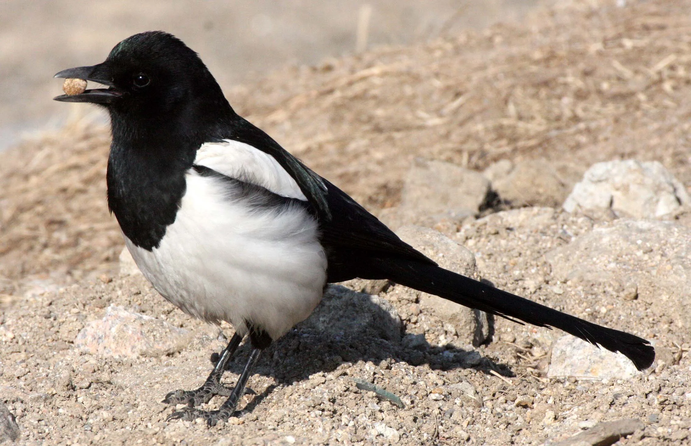 BIRD - MAGPIE - BLACK MAGPIE - SEOUL KOREA (2).JPG