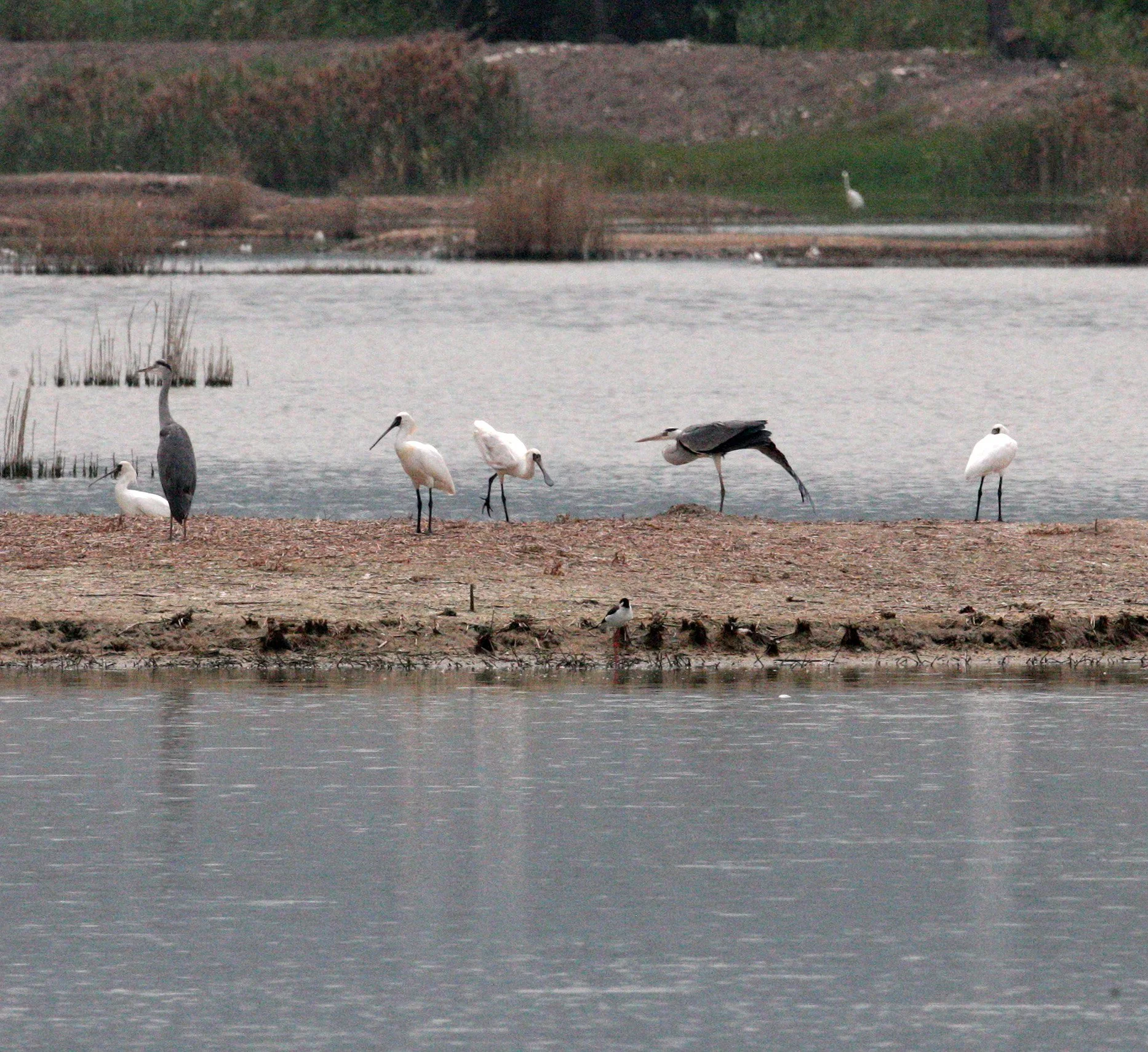 SPOONBILL - BLACK-FACED SPOONBILL - Platalea minor - MAI PO WETLANDS HONG KONG (93).JPG
