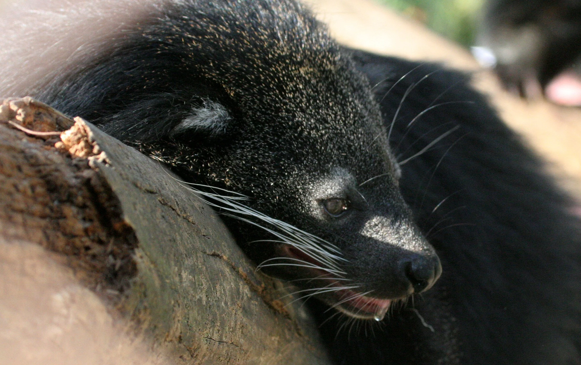 Arctictis binturong gairdneri - SIAMESE BINTURONG - NAKHONSITHAMMARAT ZOO (3).JPG
