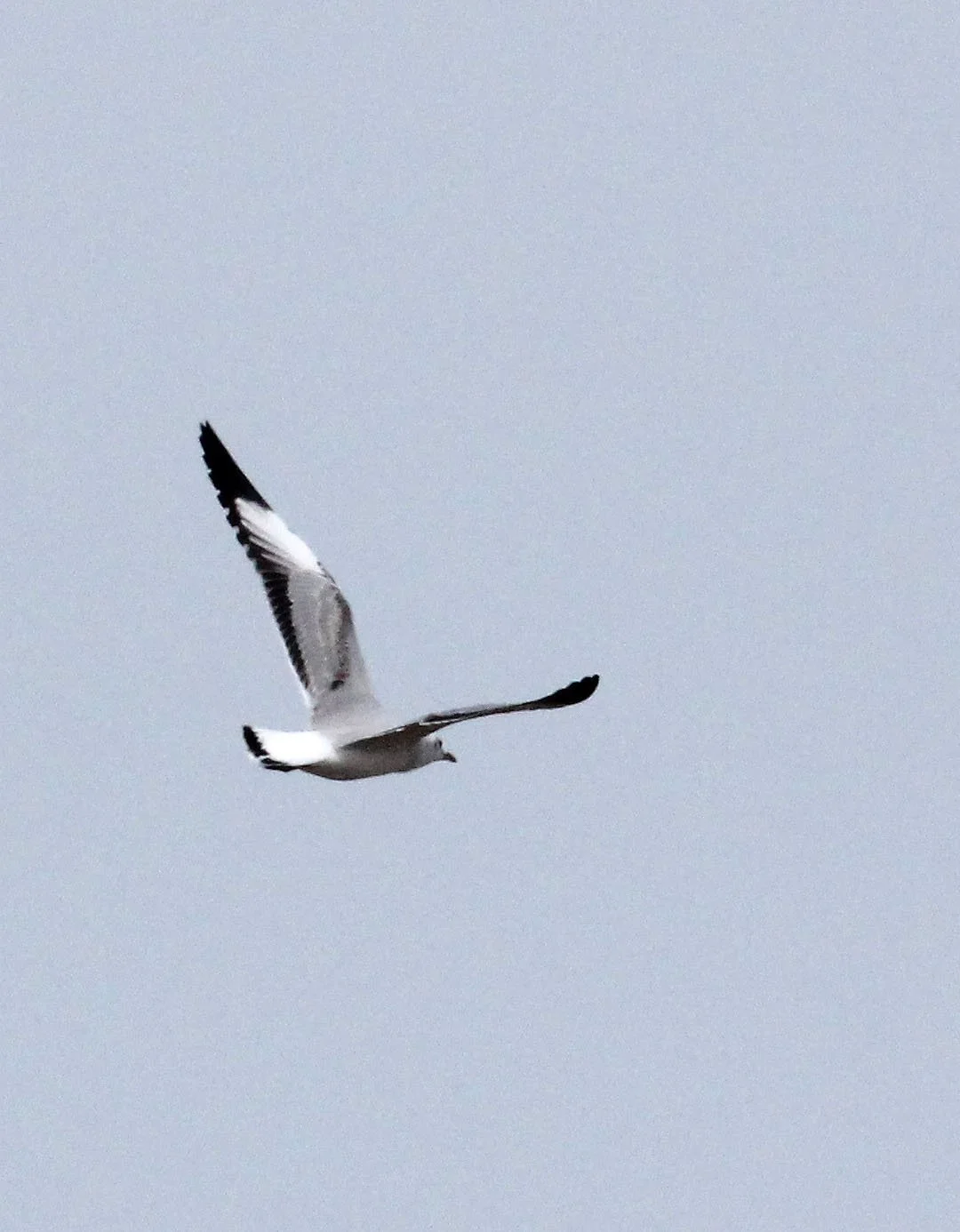 BIRD - GULL - BROWN-HEADED GULL - QINGHAI LAKE CHINA.JPG