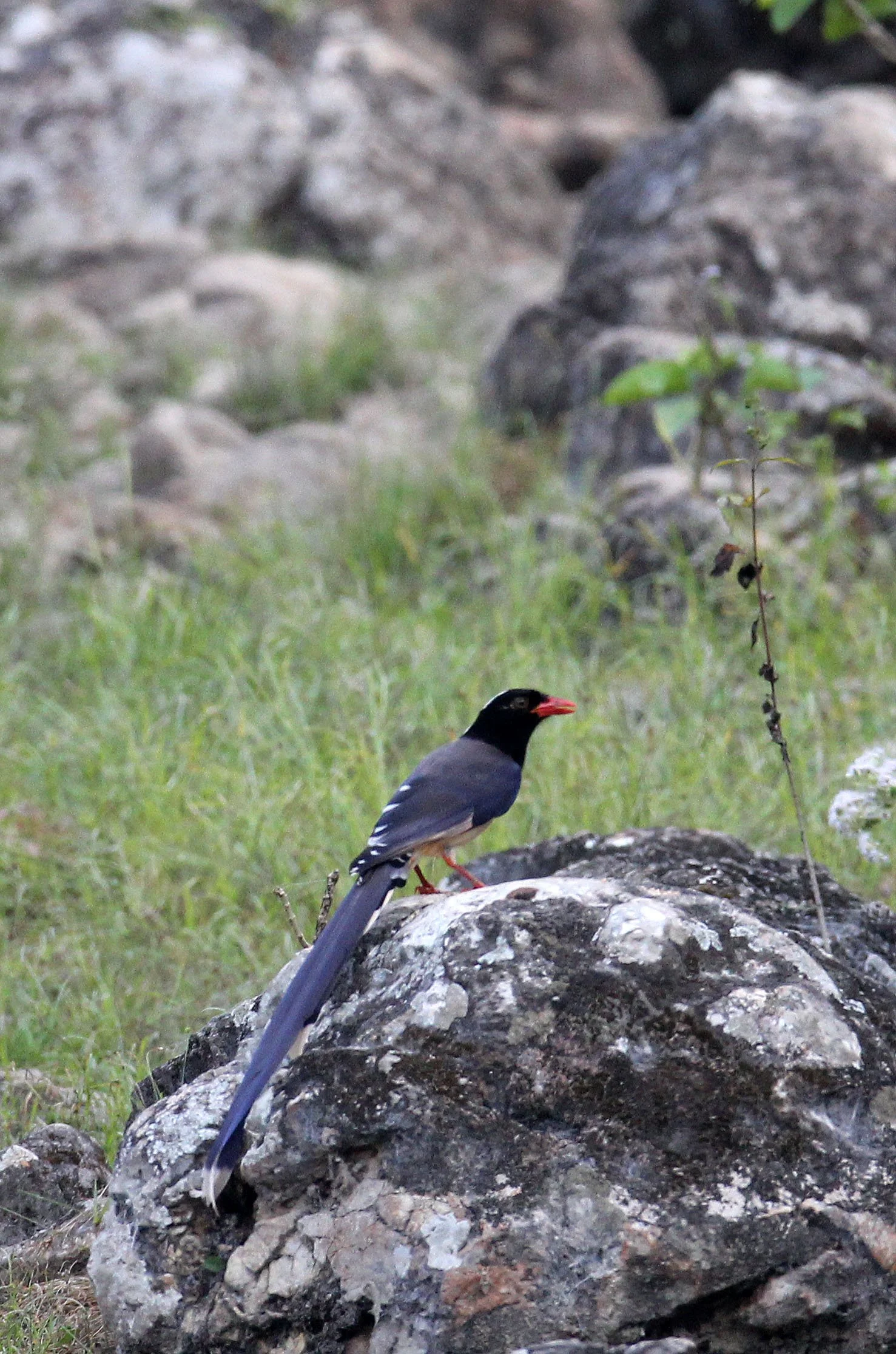 BIRD - MAGPIE - BLUE MAGPIE - HUAI KHA KHAENG NATURE RESERVE - KAPOK KAPIEN STATION & MINERAL LICK - THAILAND (12).JPG