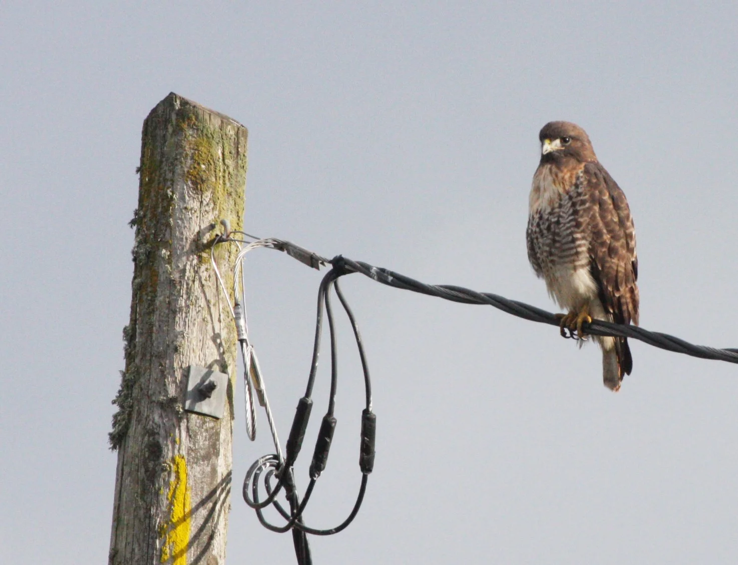 Buteo jamaicensis - RED-TAILED HAWK - JAMESTOWN WA (30).JPG