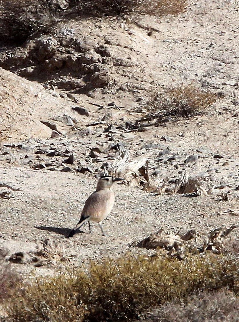 Xinjiang Ground Jay (Podoces biddulphi) Xinjiang, China