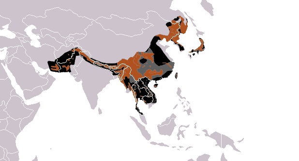 Ursus Thibetanus Asian Black Bear Coke Smith Wildlife