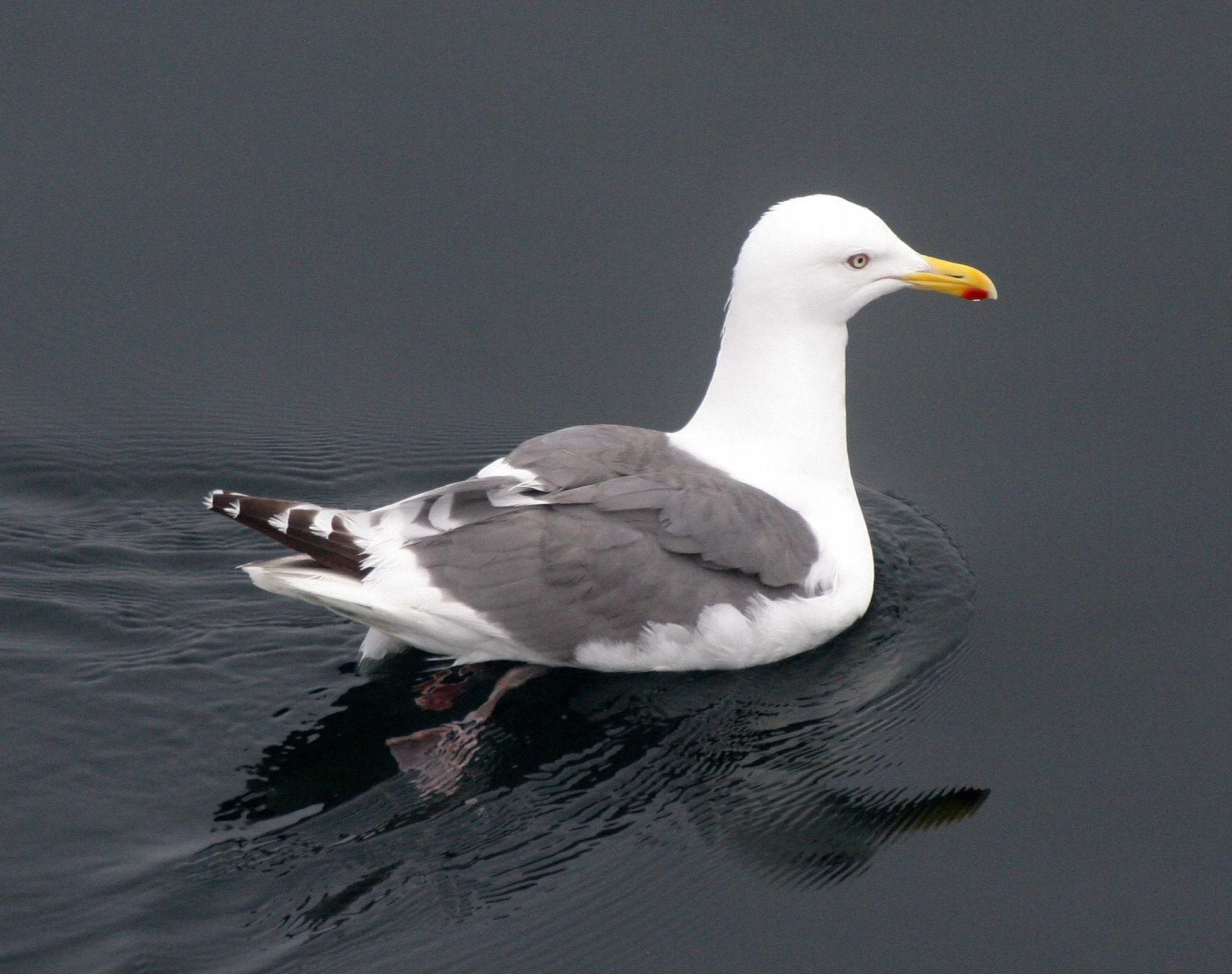 BIRD - GULL - SLATY-BACKED IN CENTRAL KURIL ISLANDS RUSSIA (2).jpg
