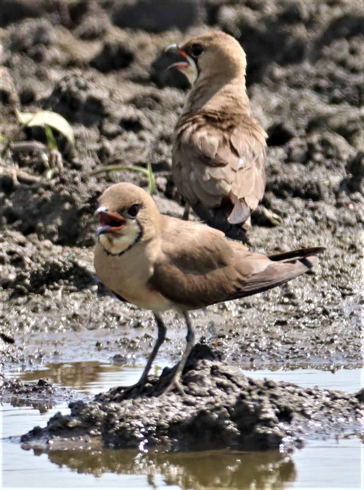 PRATINCOLE - ORIENTAL PRATINCOLE - Glaveola maldivarum - BANG KHAEM WETLANDS NAKHON PATHOM (24).jpg