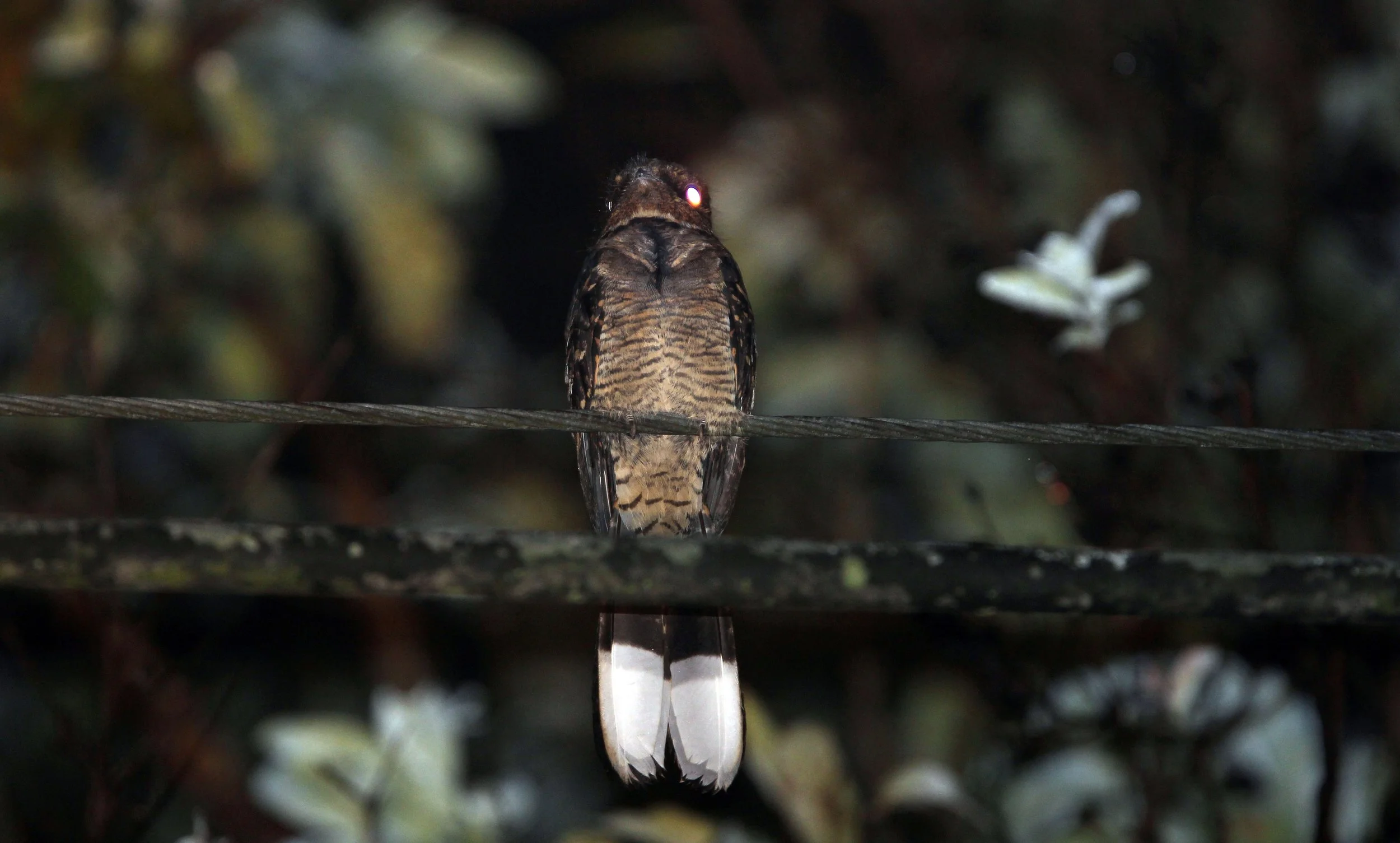 NIGHTJAR - LARGE-TAILED NIGHTJAR - Caprimulgus macrurus - KHAO YAI NATIONAL PARK THAILAND (3).JPG