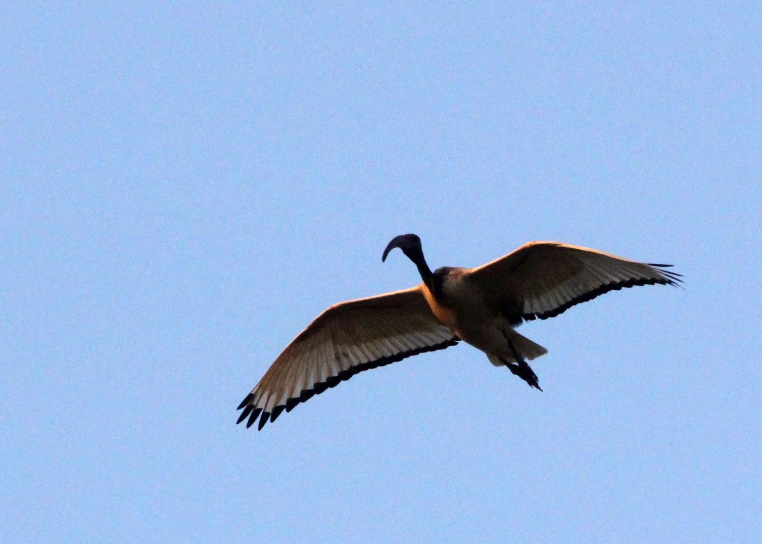 IBIS - AFRICAN SACRED IBIS - Threskiornis aethiopicus - NYUNGWE NATIONAL PARK RWANDA (546).JPG