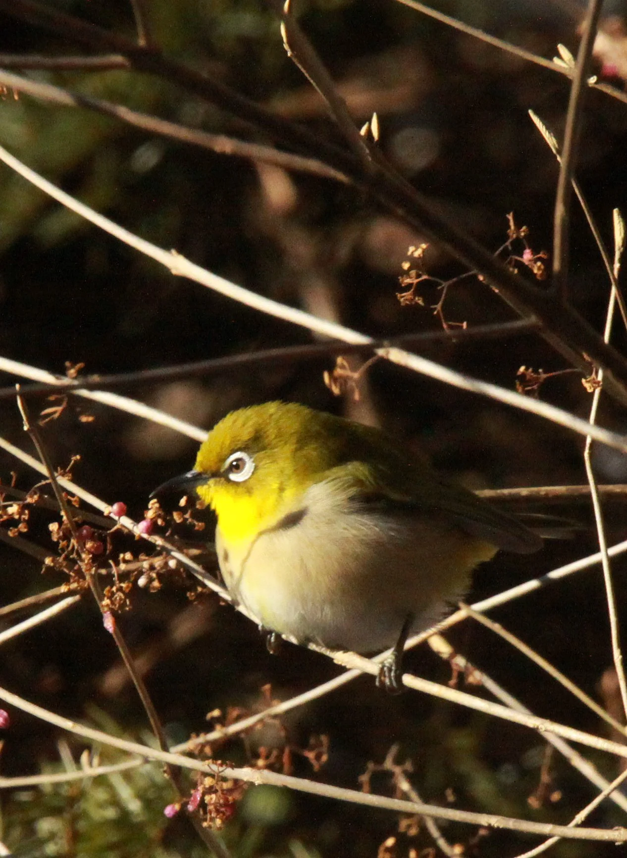 BIRD - WHITE-EYE - JAPANESE WHITE-EYE - SHIOBUTSU ONSEN KARUIZAWA JAPAN (4).JPG
