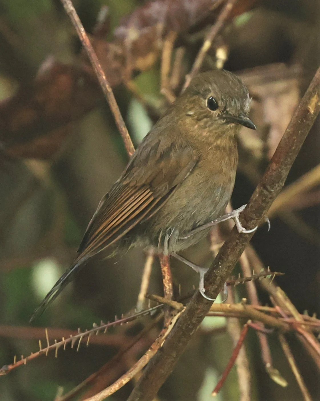 Myiomela leucura - WHITE-TAILED ROBIN - FRASER'S HILL, MALAYSIA JUNE 2022 FEMALE (3).jpg