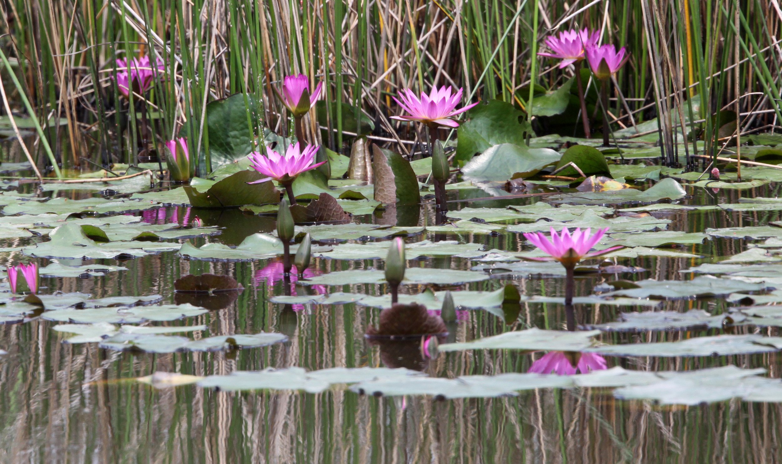 MAI PO WETLANDS HONG KONG (23).JPG