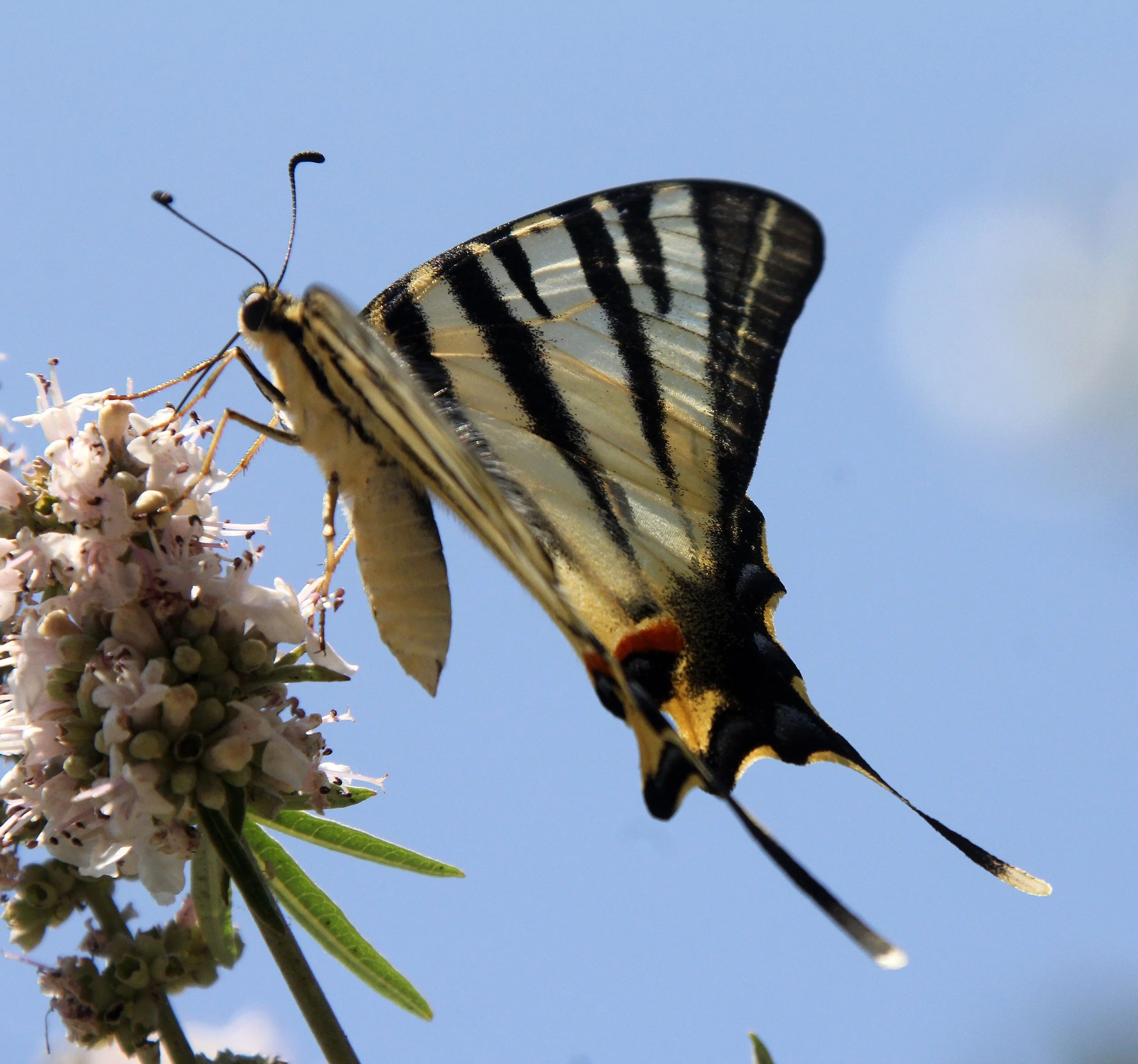 Papilionidae - Scarce Swallowtail (Iphiclides podalirius) Athens Greece