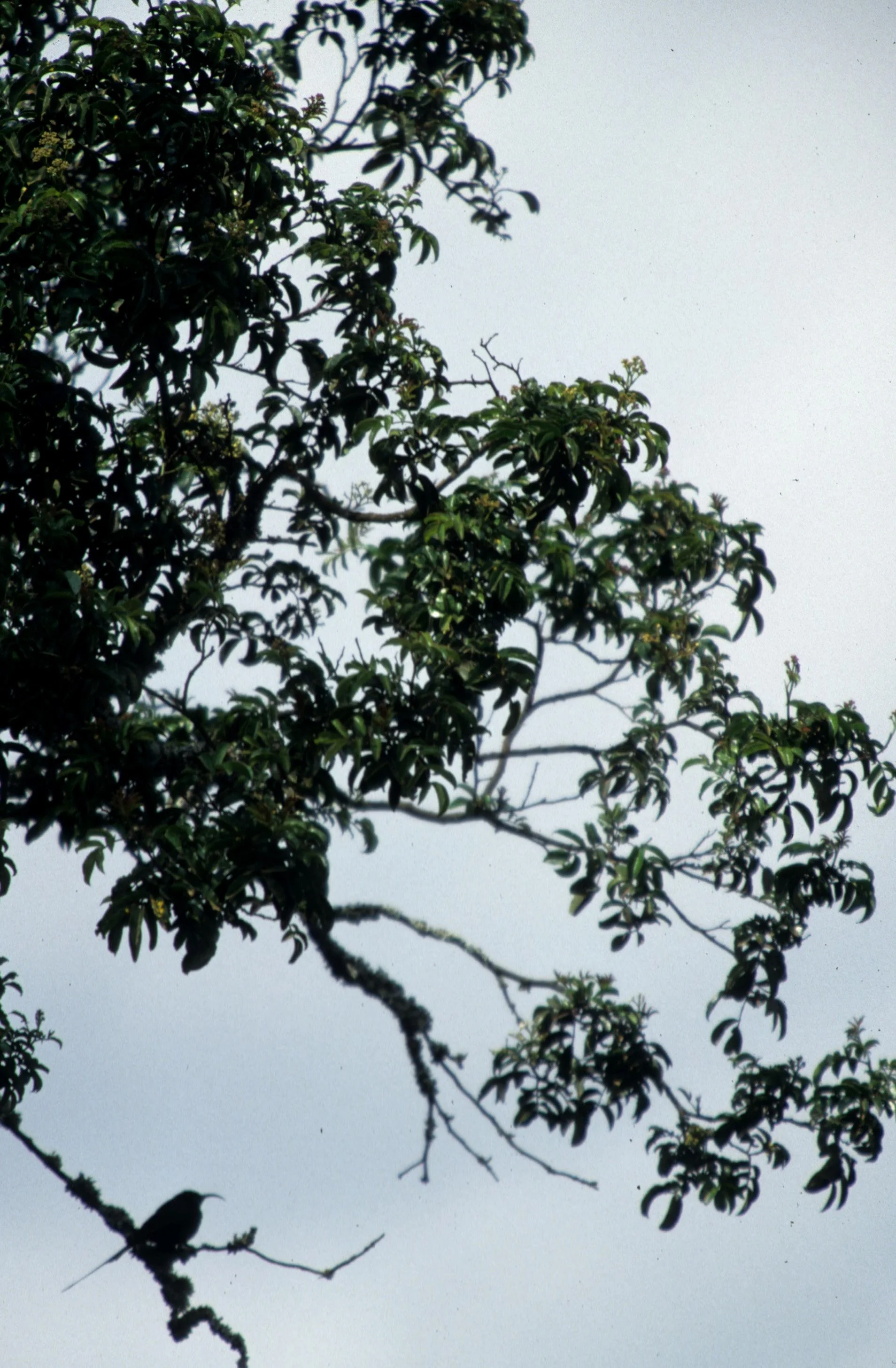 BIRDS - SUNBIRD - GOLDENWINGED - KENYA D.jpg