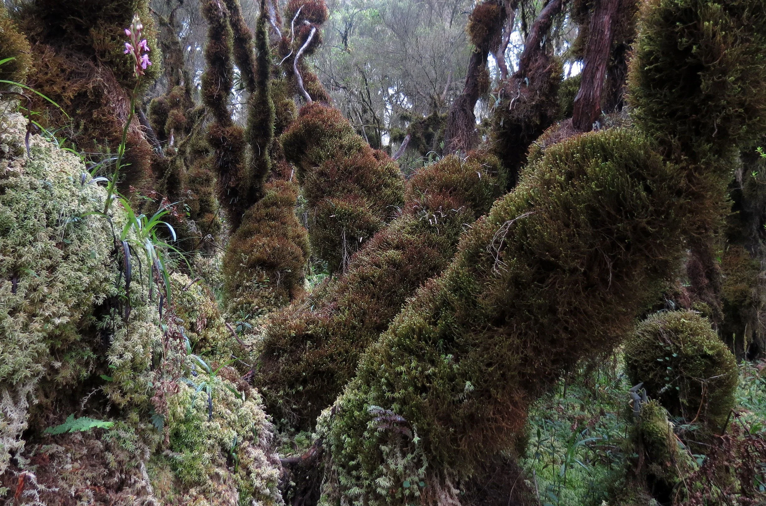 RWENZORI NATIONAL PARK UGANDA (129).JPG