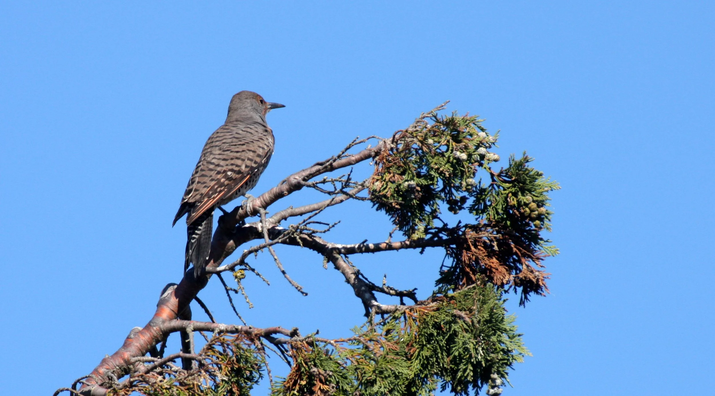 BIRD - WOODPECKER - FLICKER - NORTHERN FLICKER (6).JPG
