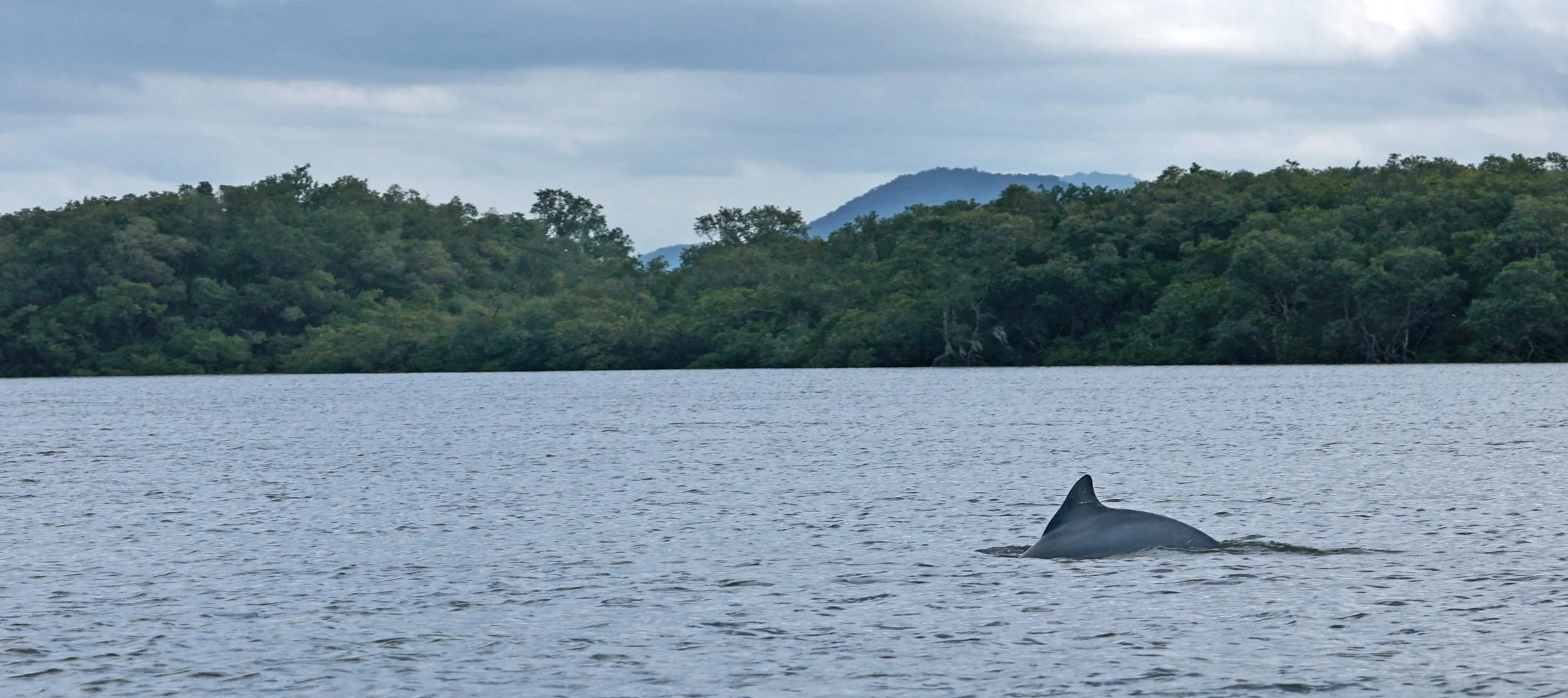 Guiana Dolphin (Sotalia guianensis) Superagüi National Park, Brazil (17).jpg