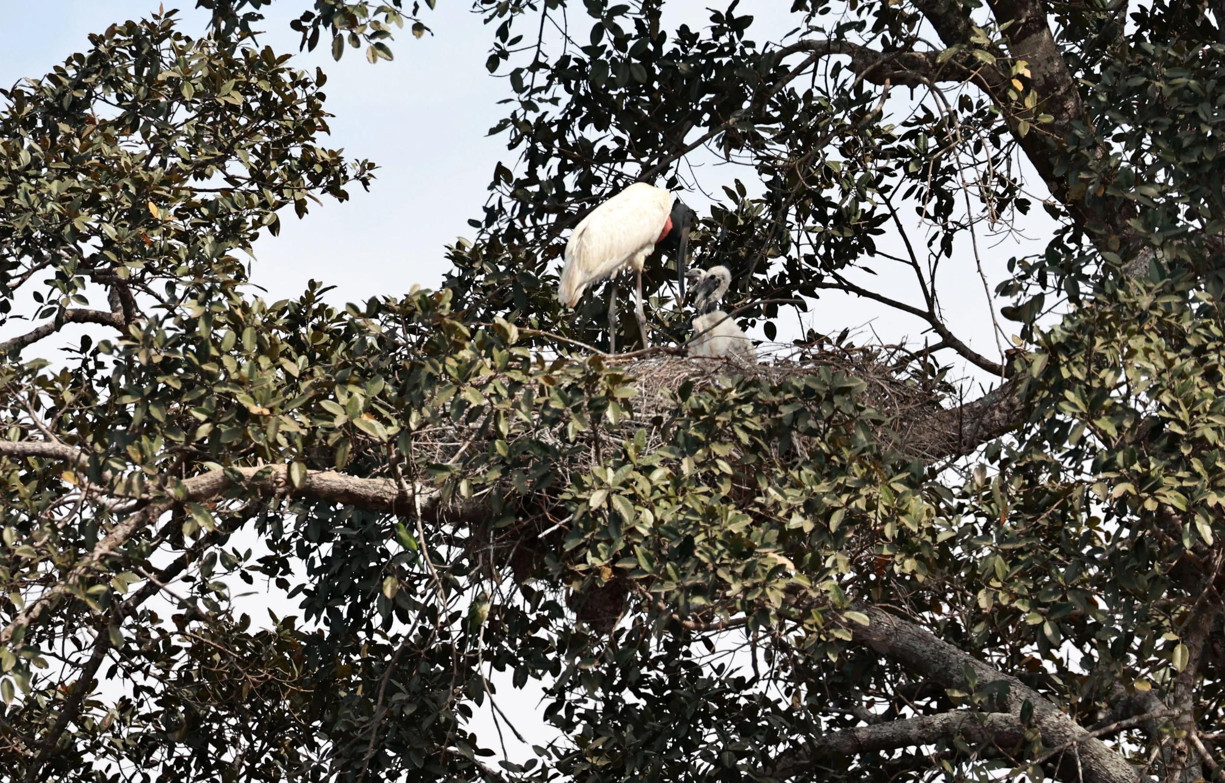Stork - Jabiru - Jabiru mycteria - Mato Grosso, Transpantaneira M-060 (10).jpg