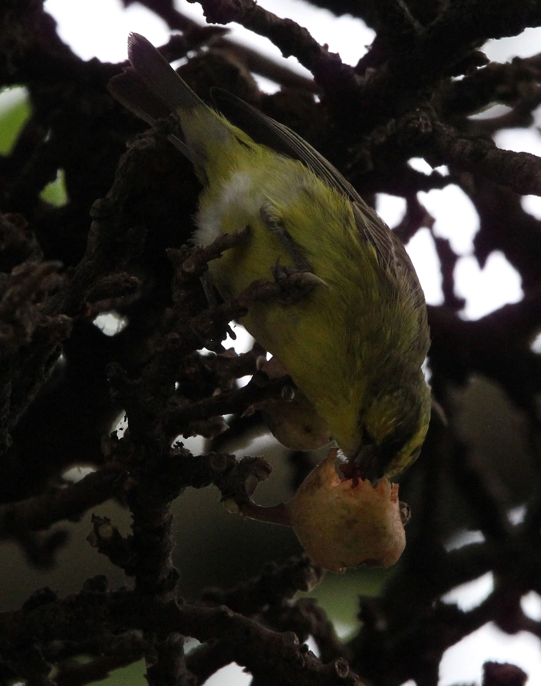 Yellow-crowned Canary (Serinus flavivertex) Ruhengeri, Rwanda (4).JPG