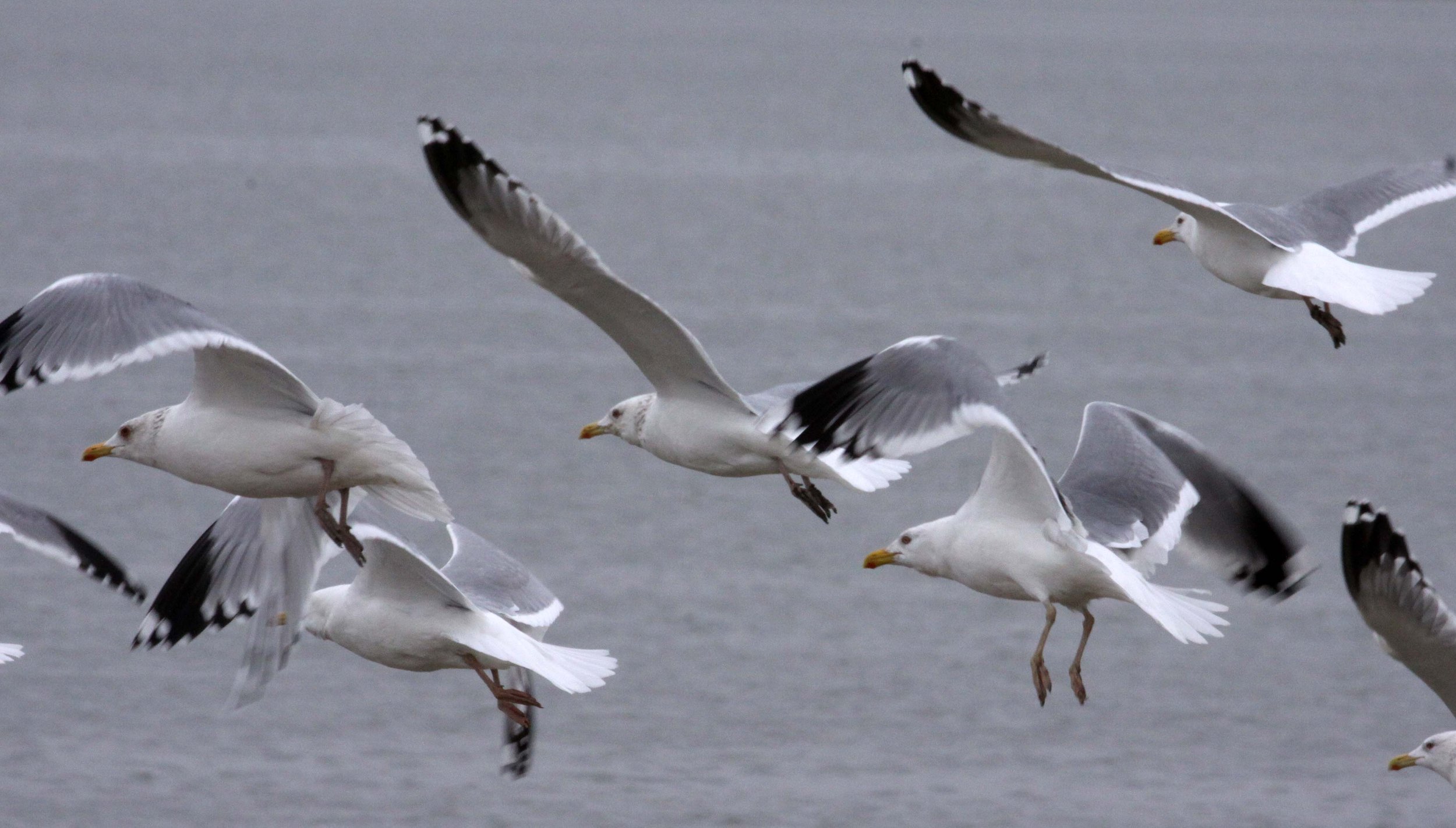 BIRD - GULL - HUEGLIN'S GULL- YANCHENG CHINA (25).JPG