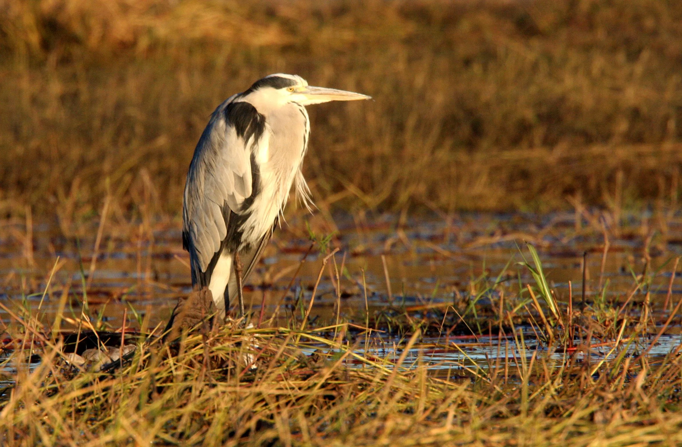 HERON - GREY HERON -  Ardea cinerea - CHOBE NATIONAL PARK BOTSWANA (21).JPG