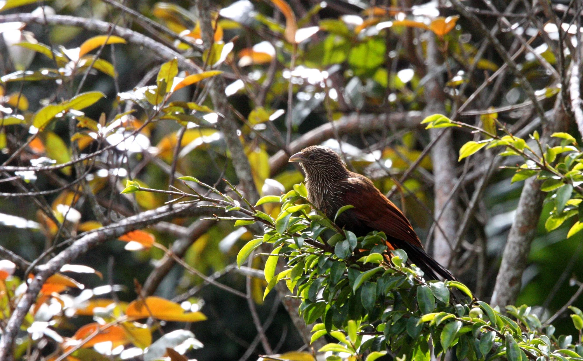Madagascar Coucal (Centropus toulou) Mantadia NP Madagascar (6).JPG