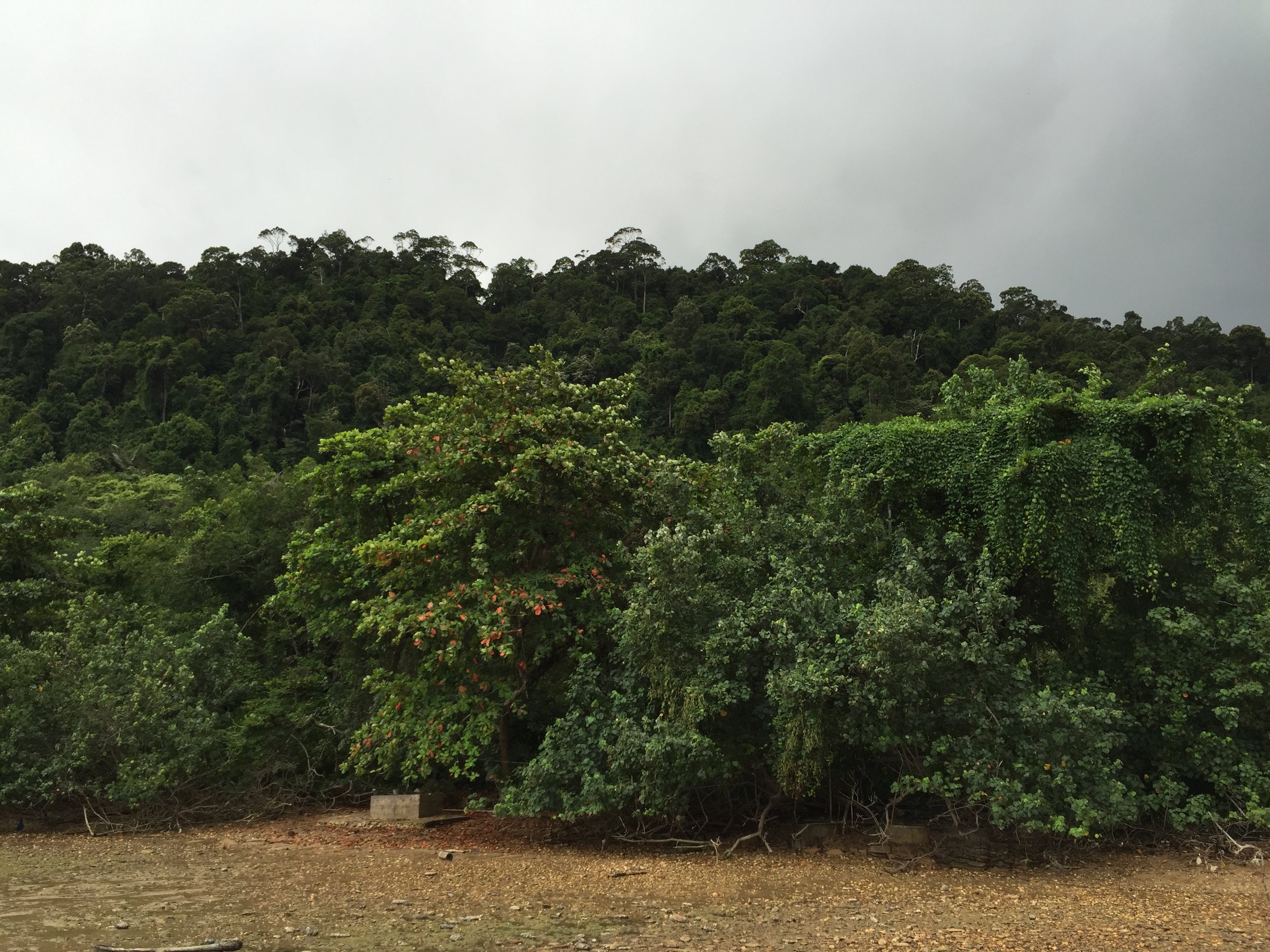 2015 Koh Lanta Garden & Nature (213).JPG