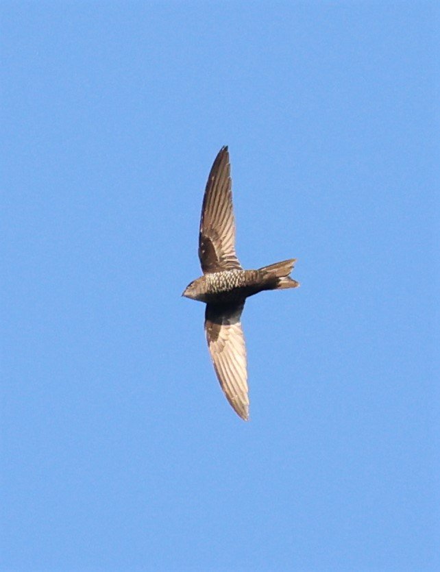 Cook's Swift (Apus cooki) Doi Ang Khang Chiang Mai (5).jpg