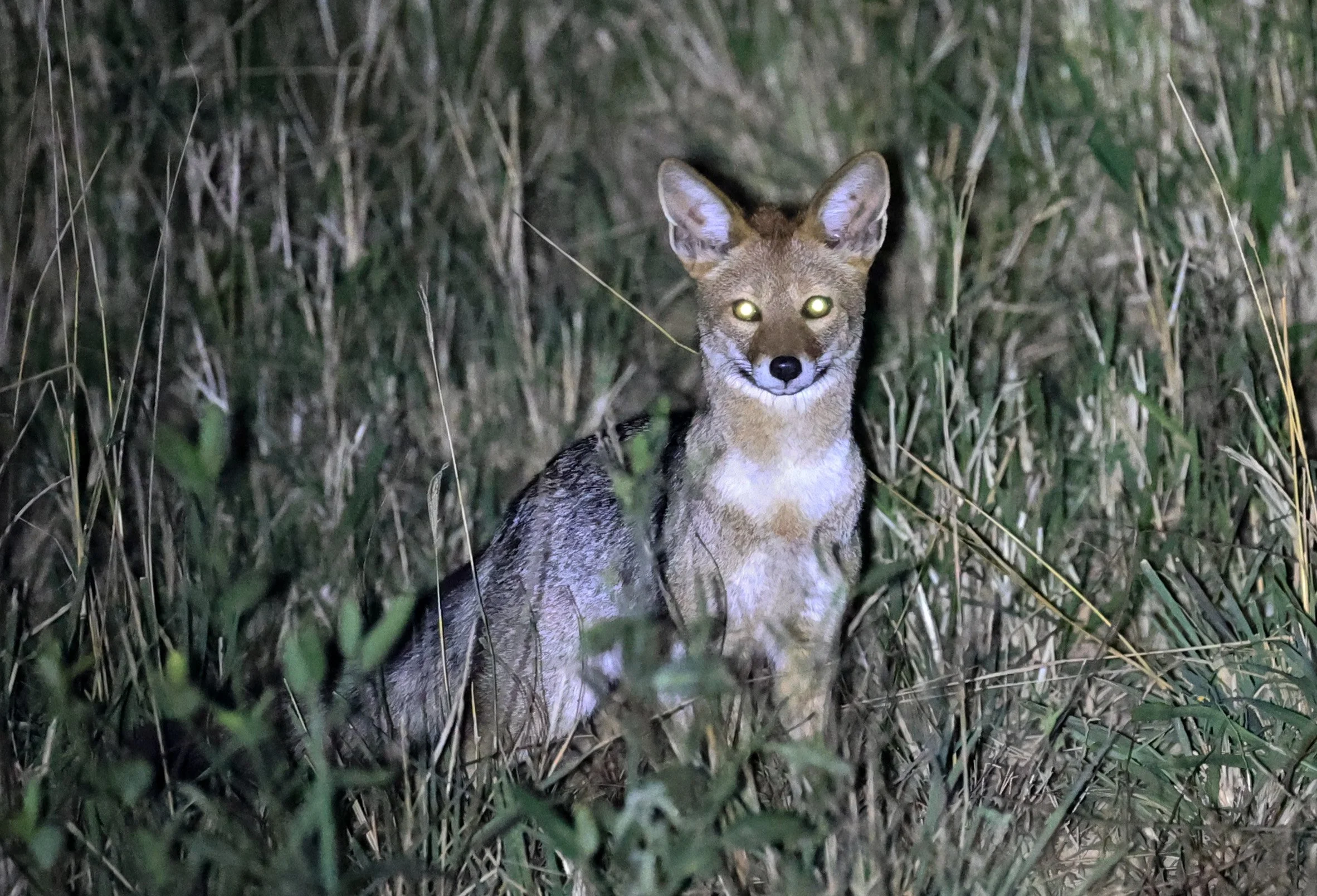 Pampas fox (Lycalopex gymnocercus) Hotel Campestre Iparoma Paraguay  (1).jpg