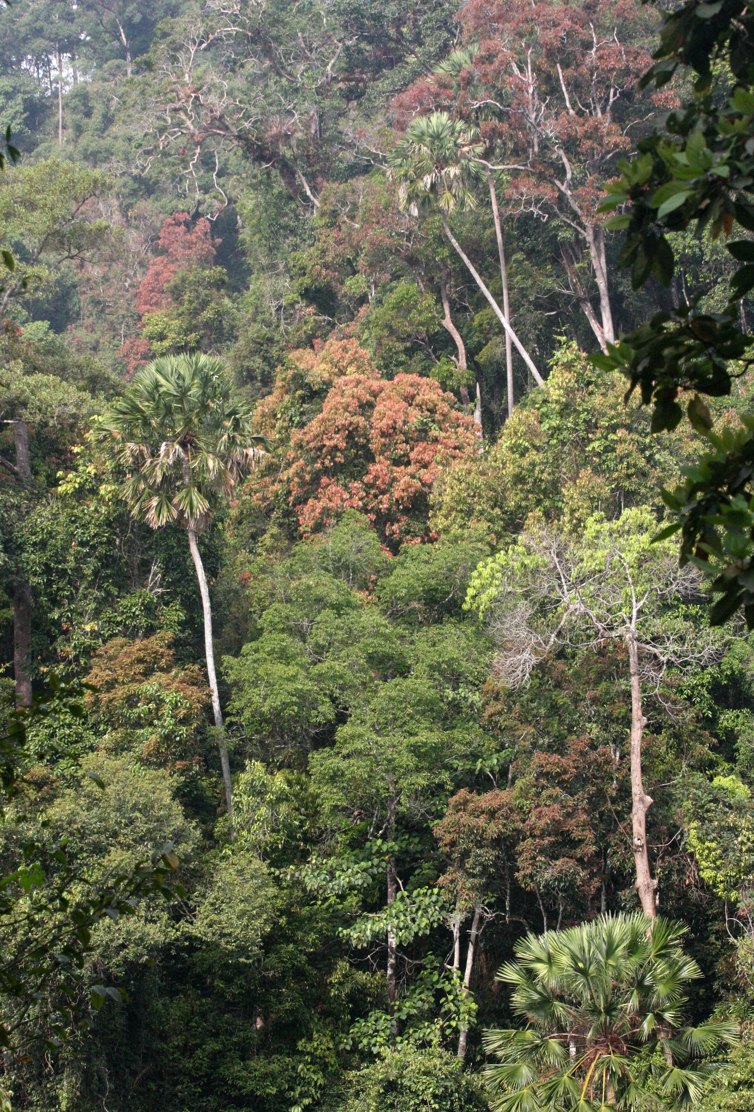 KAENG KRACHAN NATIONAL PARK THAILAND - FOREST SCENES (26).JPG