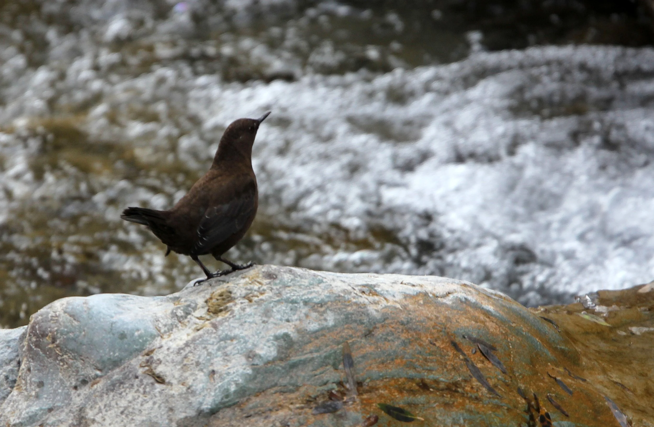 Brown dipper (Cinclus pallasii) Hemis NP Ladakh India, Jammu & Kashmir (7).JPG