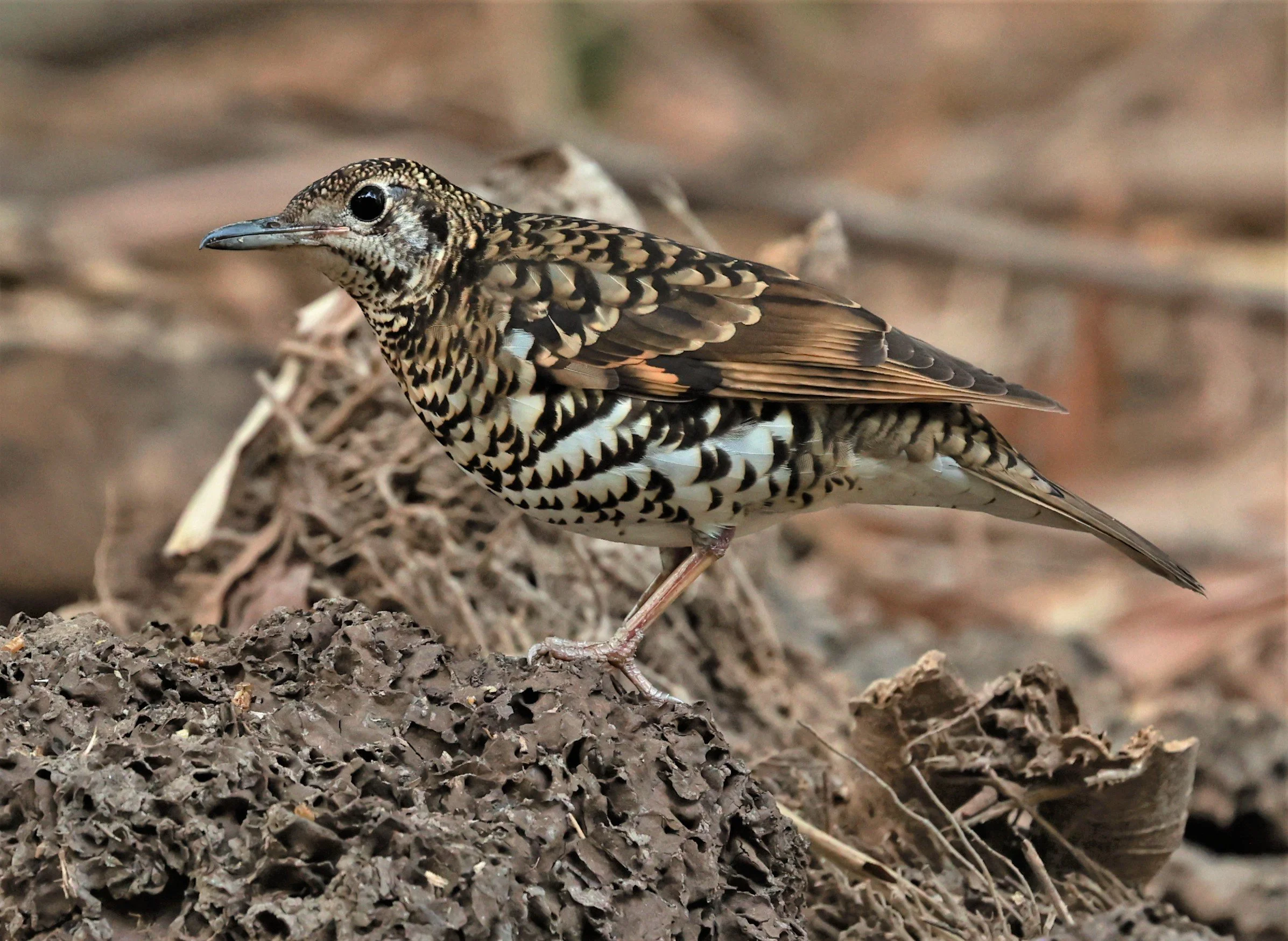 White's Thrush (Zoothera aurea) Putthamonthon Park Nakhon Pathom Thailand (124).jpg