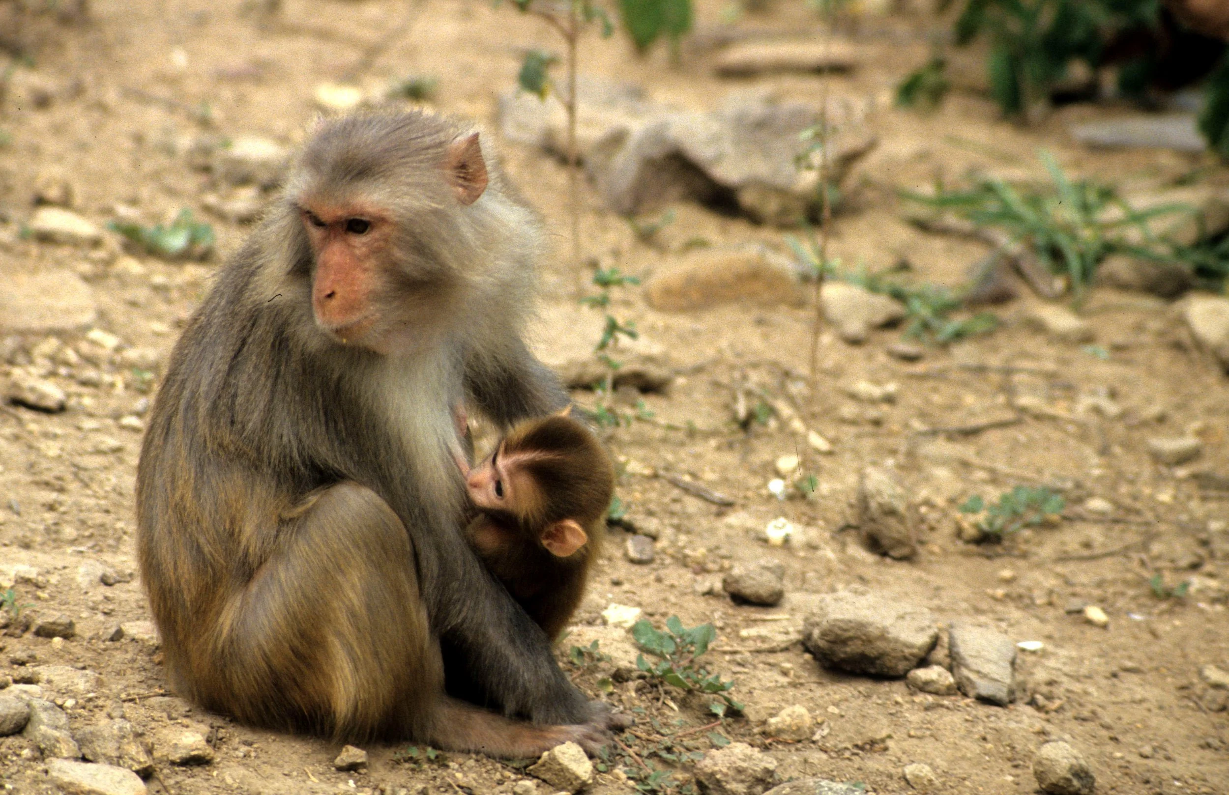 PRIMATE - MACAQUE - RHESUS MACAQUES - NHA TRANG MONKEY ISLAND VIET NAM (4).jpg