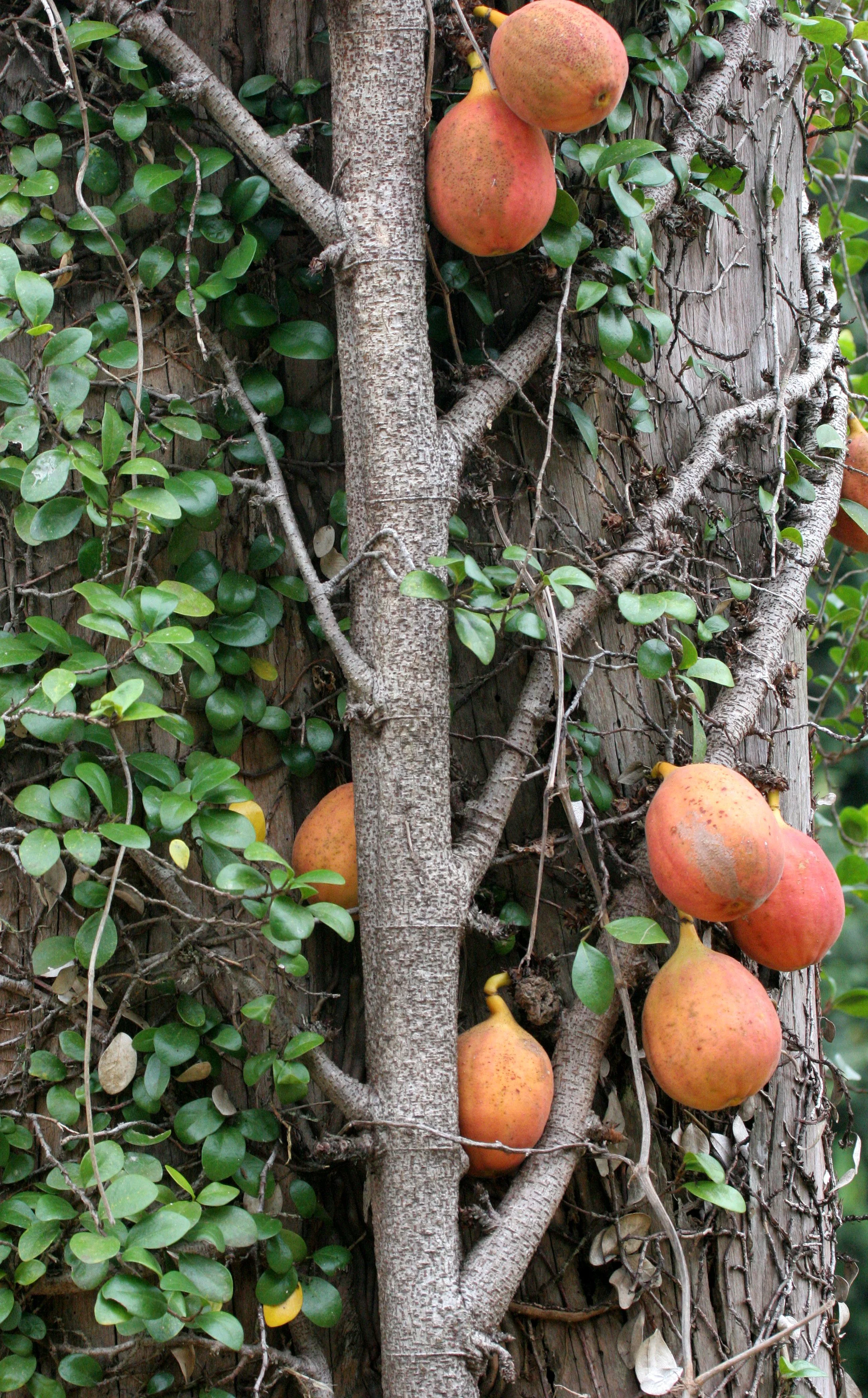 DANUM VALLEY - FICUS SPECIES - CLIMBING FICUS.JPG