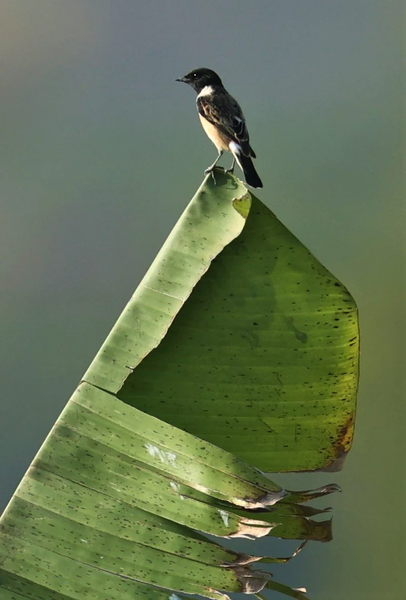 STONECHAT - AMUR (STEJNEGER'S) STONECHAT - Saxicola stejnegeri - MAE AI THA TON RICE FIELDS CHIANG MAI PROVINCE  (2).jpg