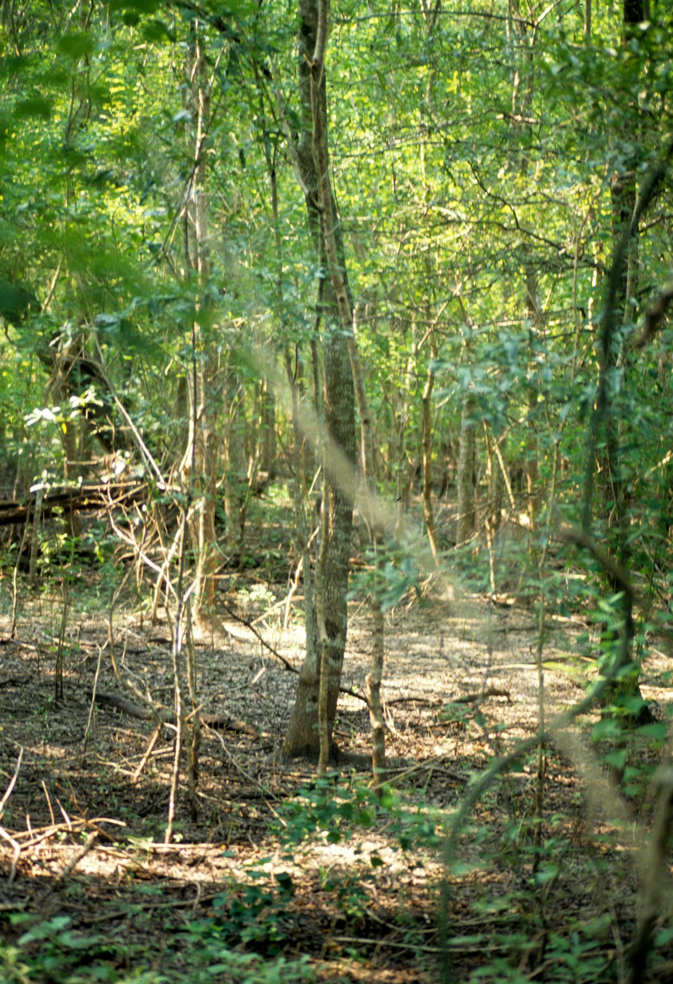 TEXAS - BAJOU - CLEARWATER BAY B.jpg