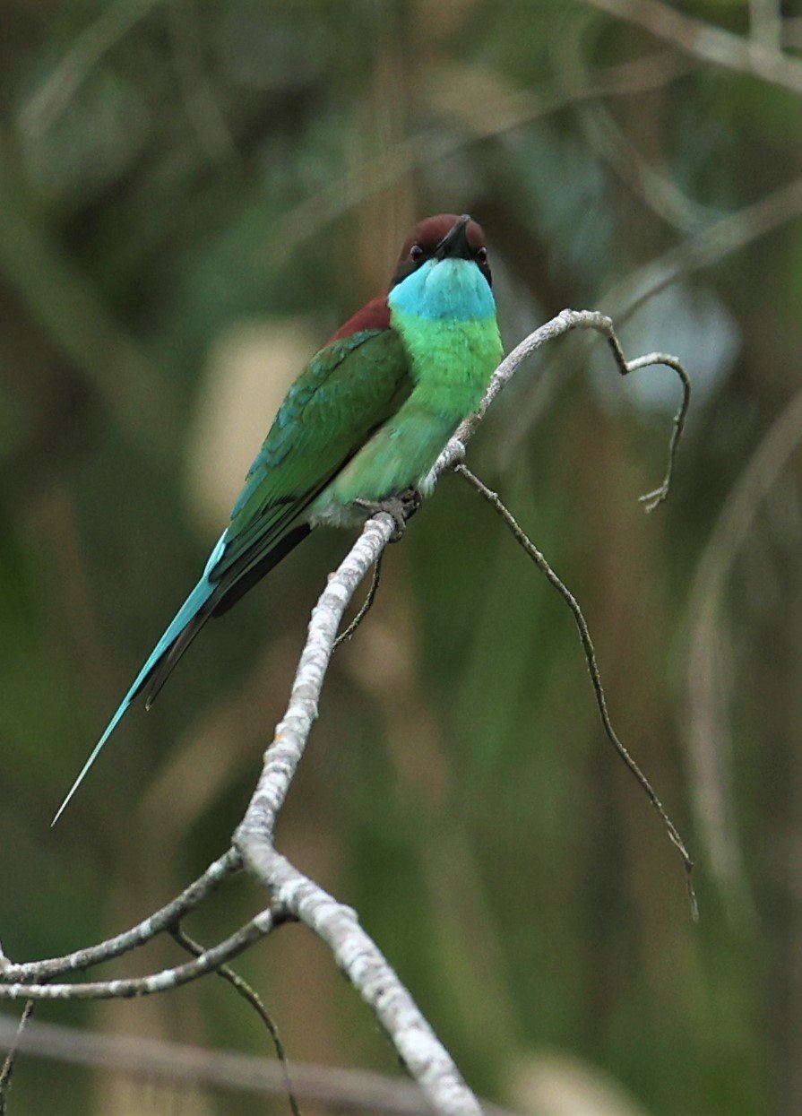BEE-EATER - BLUE-THROATED BEE-EATER - Merops viridis - PAK PHAYUN DISTRICT, PATTHALUNG APRIL 2022 (23).jpg