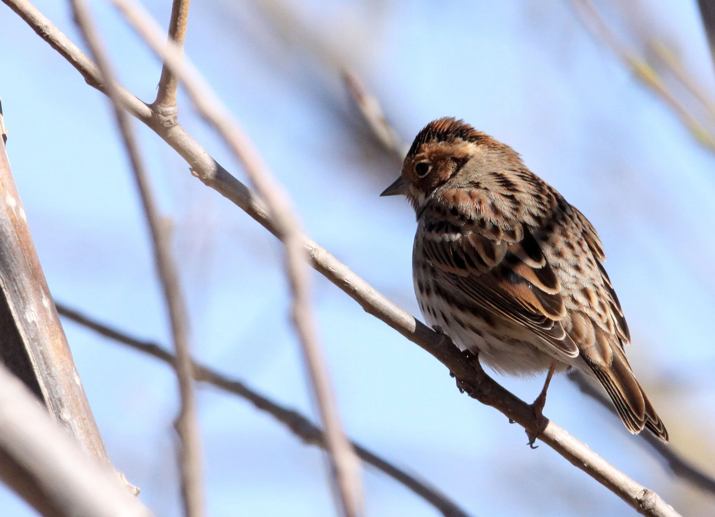 Little Bunting (Emberiza pusilla) Cao Hai Wetlands Yunnan China (8).JPG