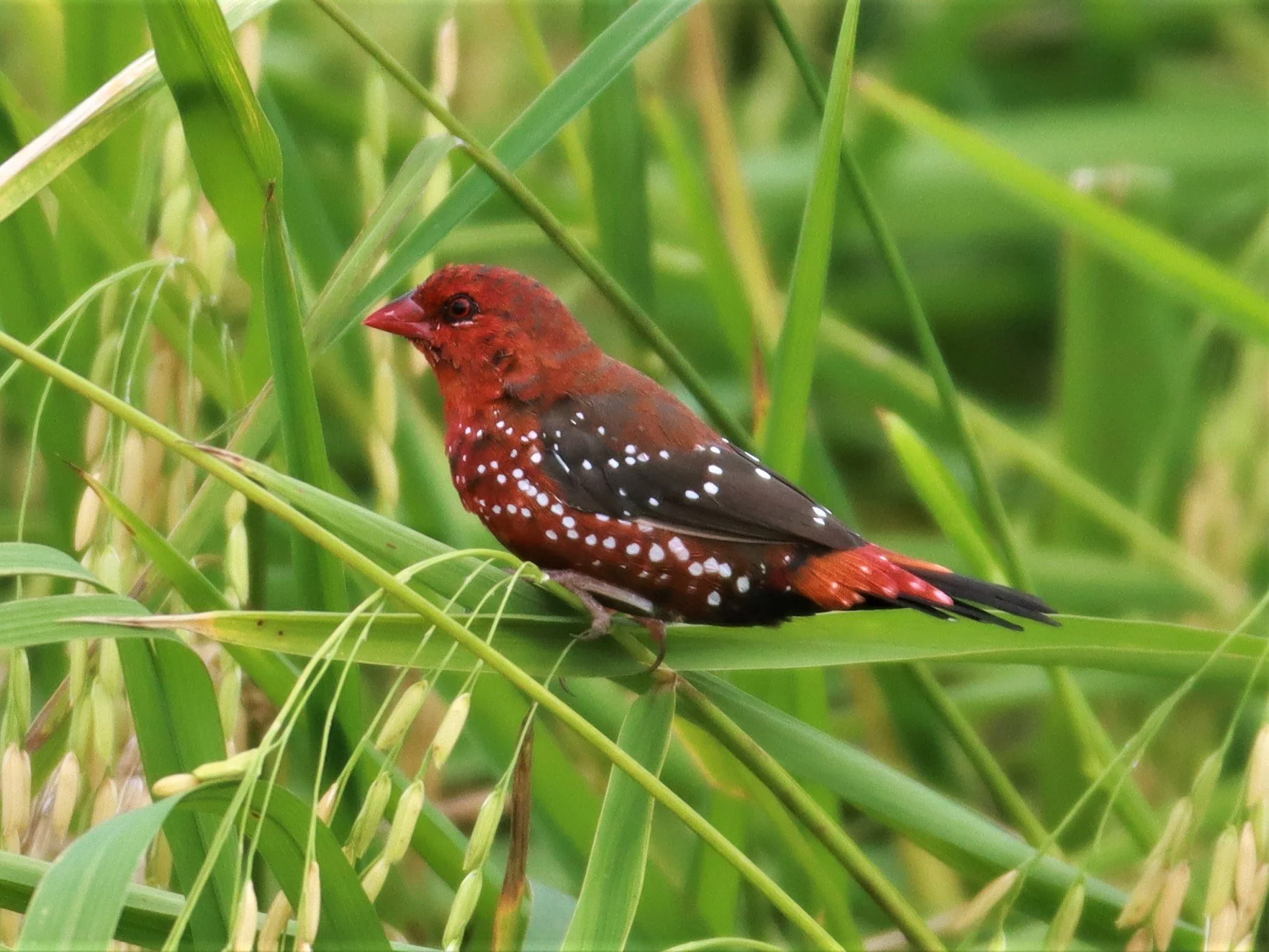 RED AVADAVAT - Amandava amandava - LAD KRABANG  THAP YAO RICE FIELDS AUGUST 14 2021 (132).jpg