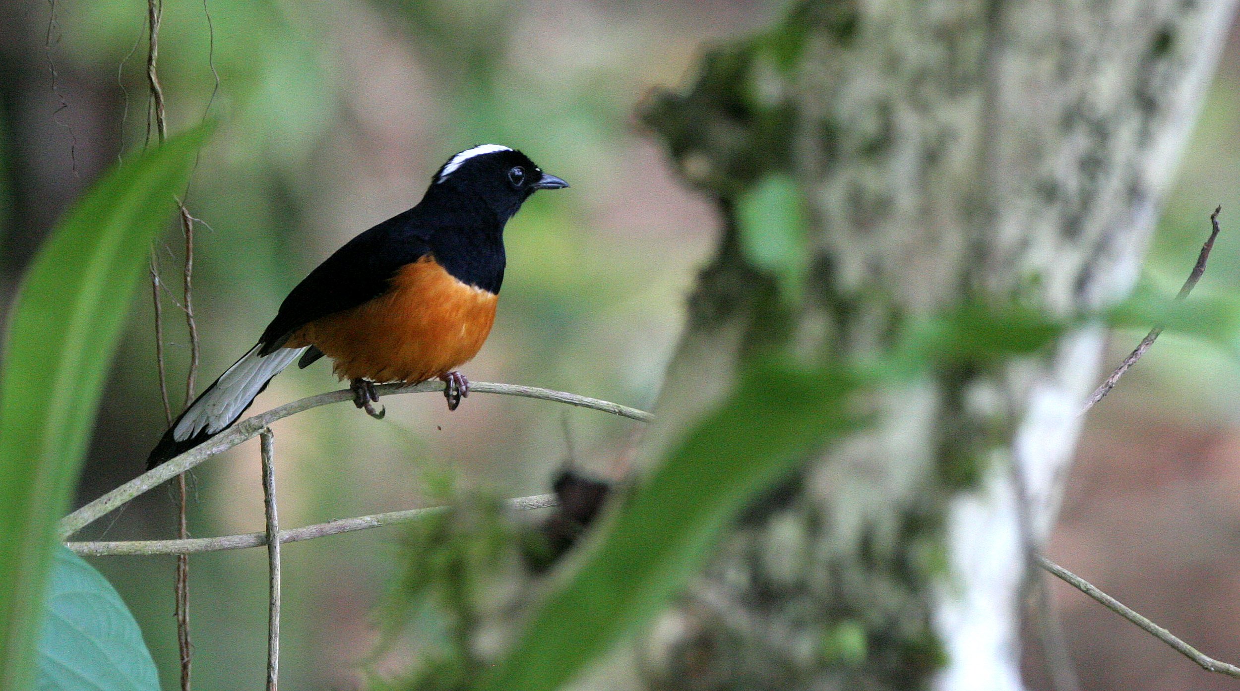 BIRD - SHAMA - WHITE-BROWED SHAMA - COPSYCHUS STRICKLANDI - KINABATANGAN RIVER BORNEO (7).JPG