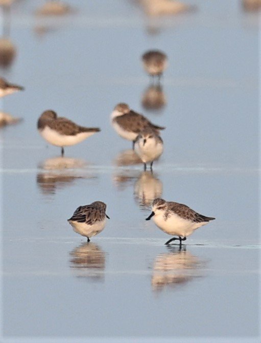 SANDPIPER - SPOON-BILLED SANDPIPER - Calidris pygmeus - PAK THALE 16 & 19 OCTOBER 2021 (38).jpg