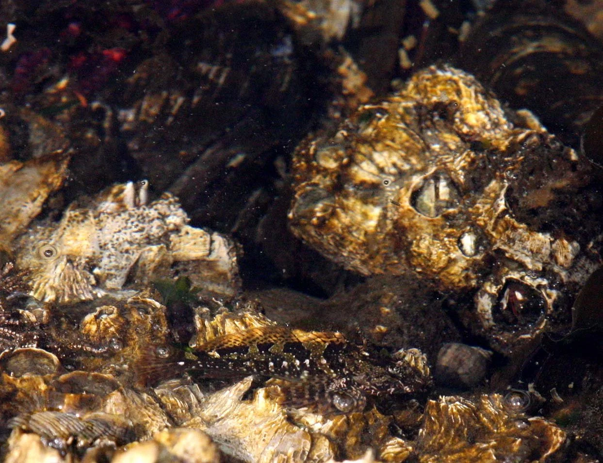 FISH - SCULPIN - TIDEPOOL SCULPIN - SALT CREEK WA.JPG
