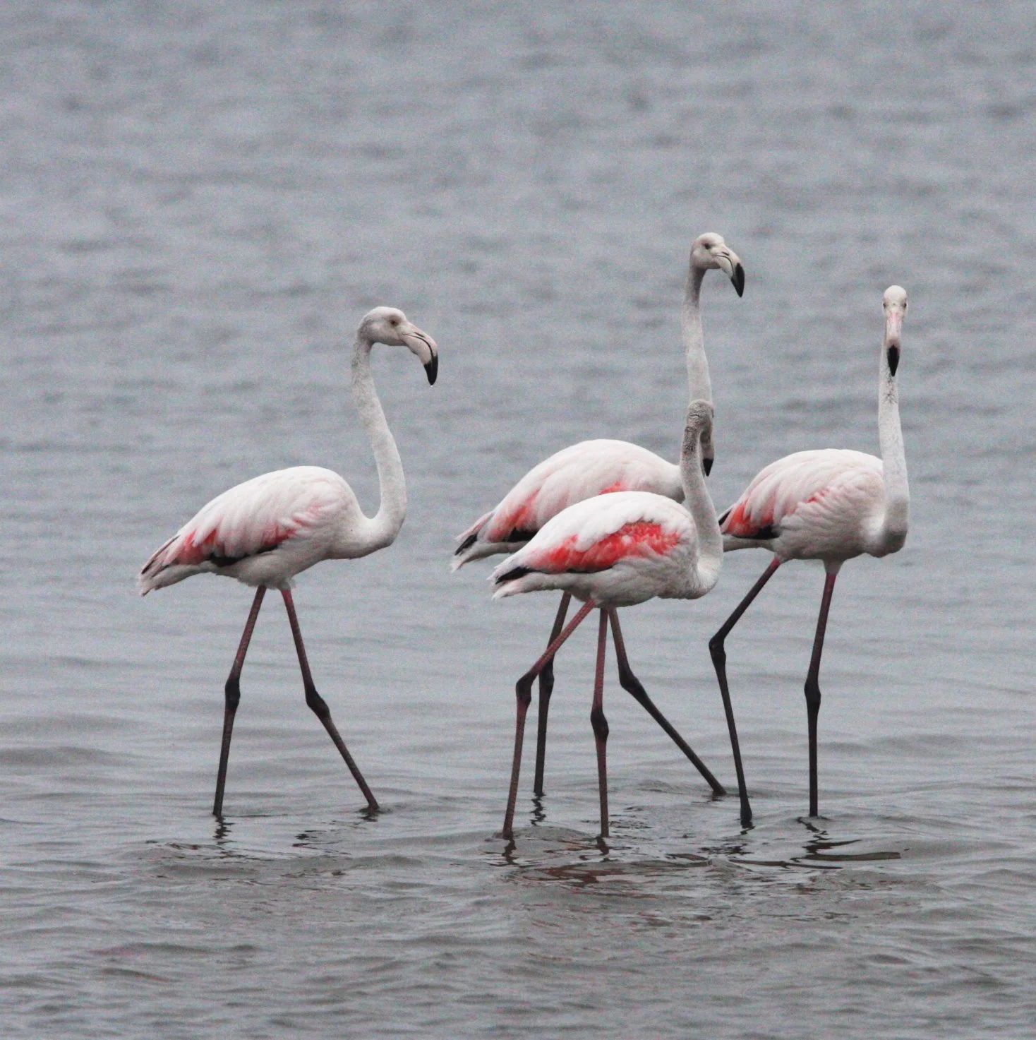 Phoenicopterus roseus - Greater Flamingo - Walvis Bay Namibia (6).JPG