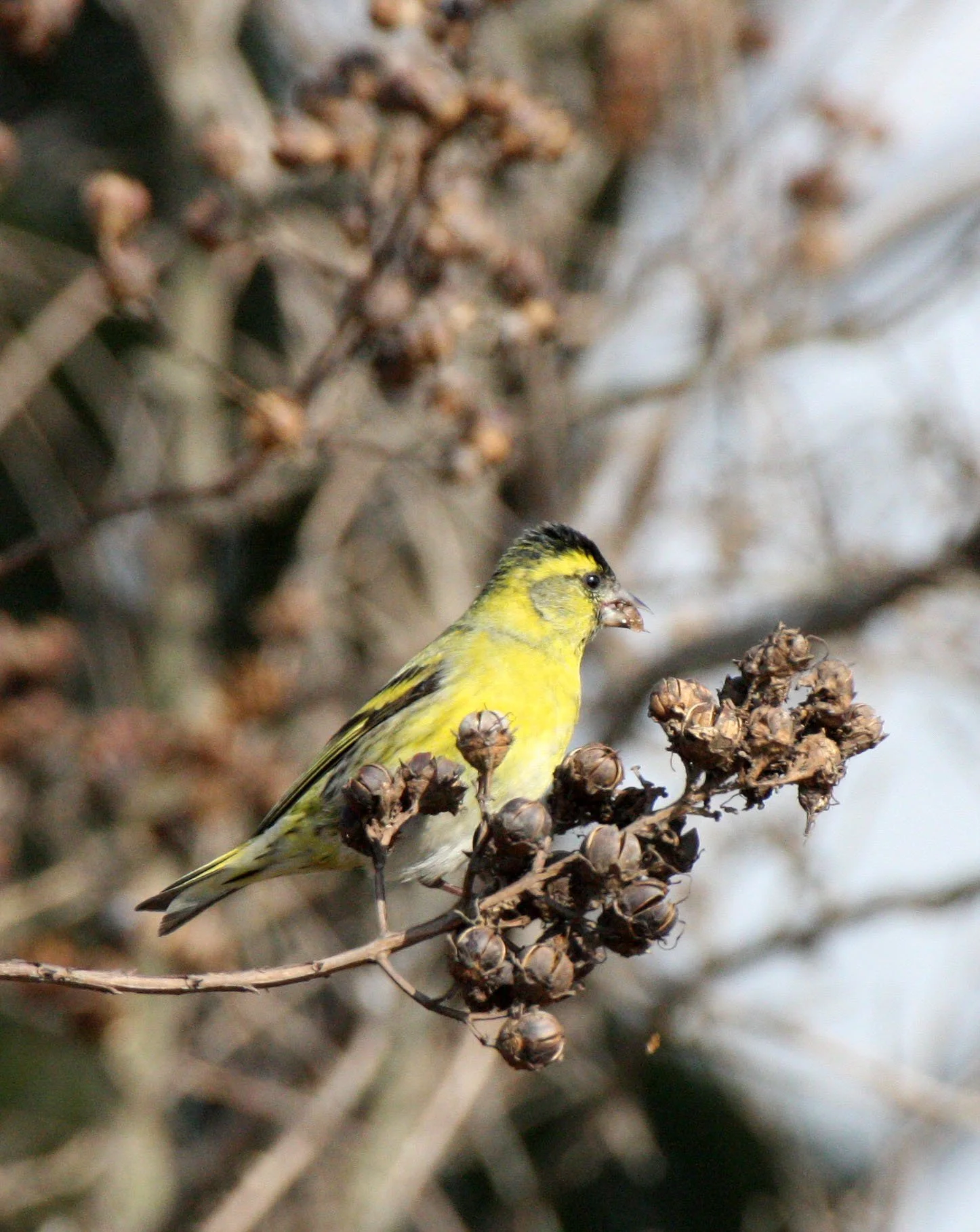 Eurasian Siskin (Spinus spinus) Links Golf Course, Pudong Shanghai China (7).JPG