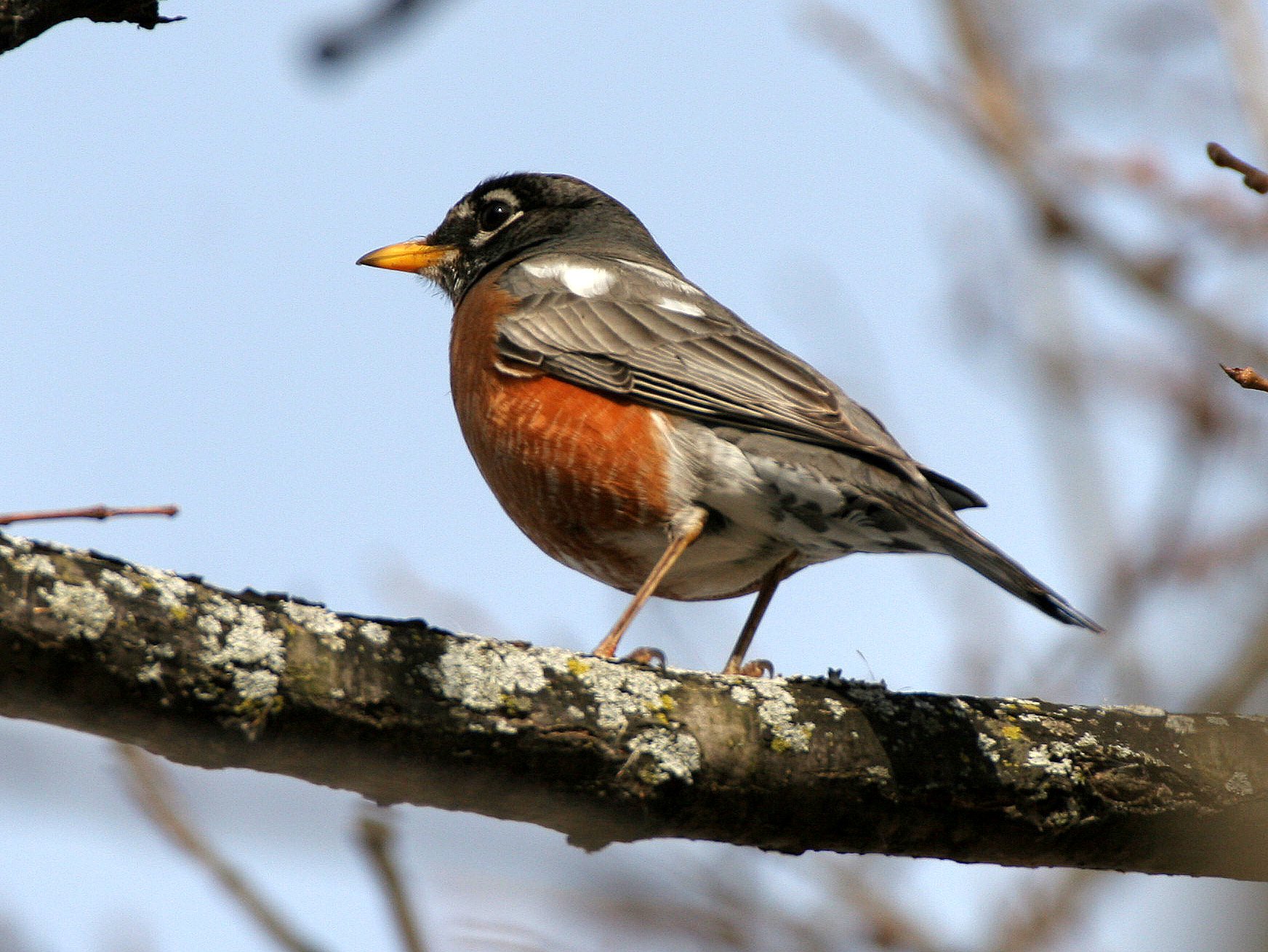 American Robin (Turdus migratorius) Lincoln Marsh Wheaton Illinois (6).JPG