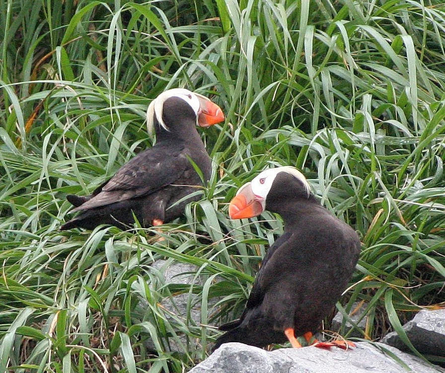 Fratercula cirrhata - TUFTED PUFFIN - COAST OF KAMCHATKA (93).jpg