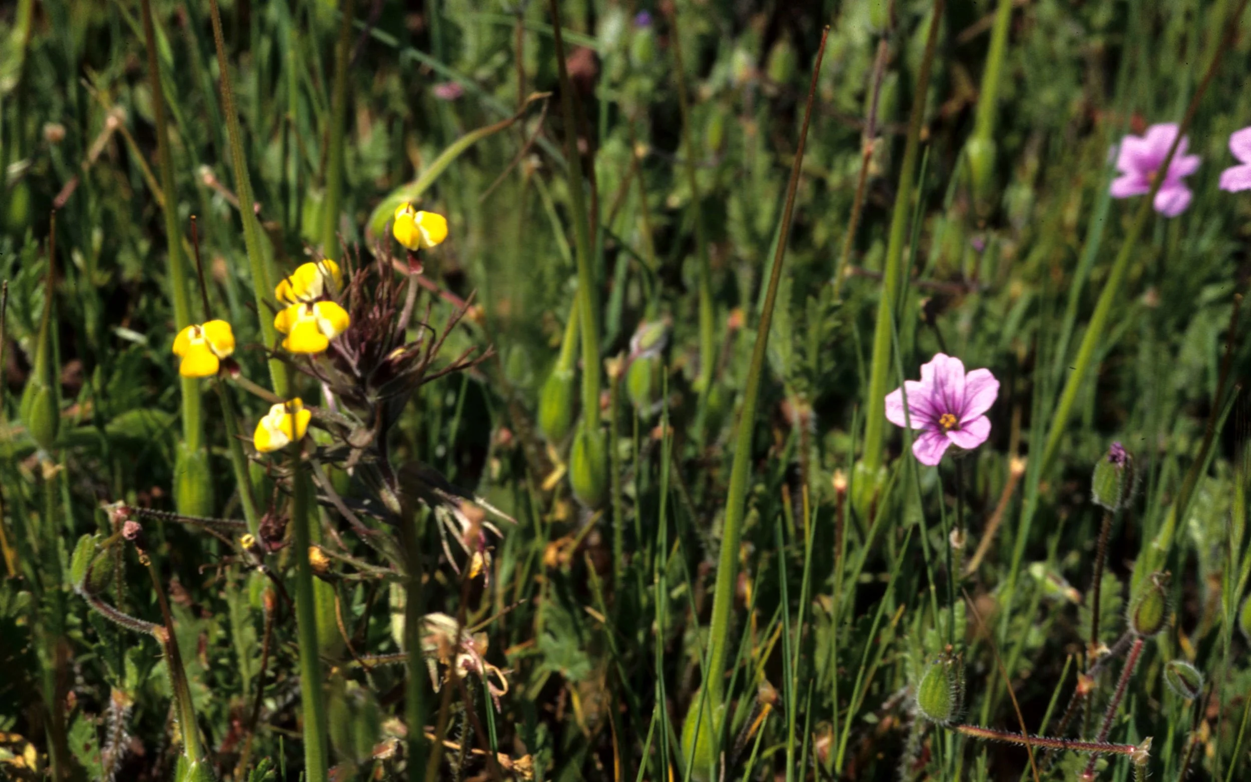 CALIFORNIA - SIERRA - WILDFLOWER SPECIES.jpg