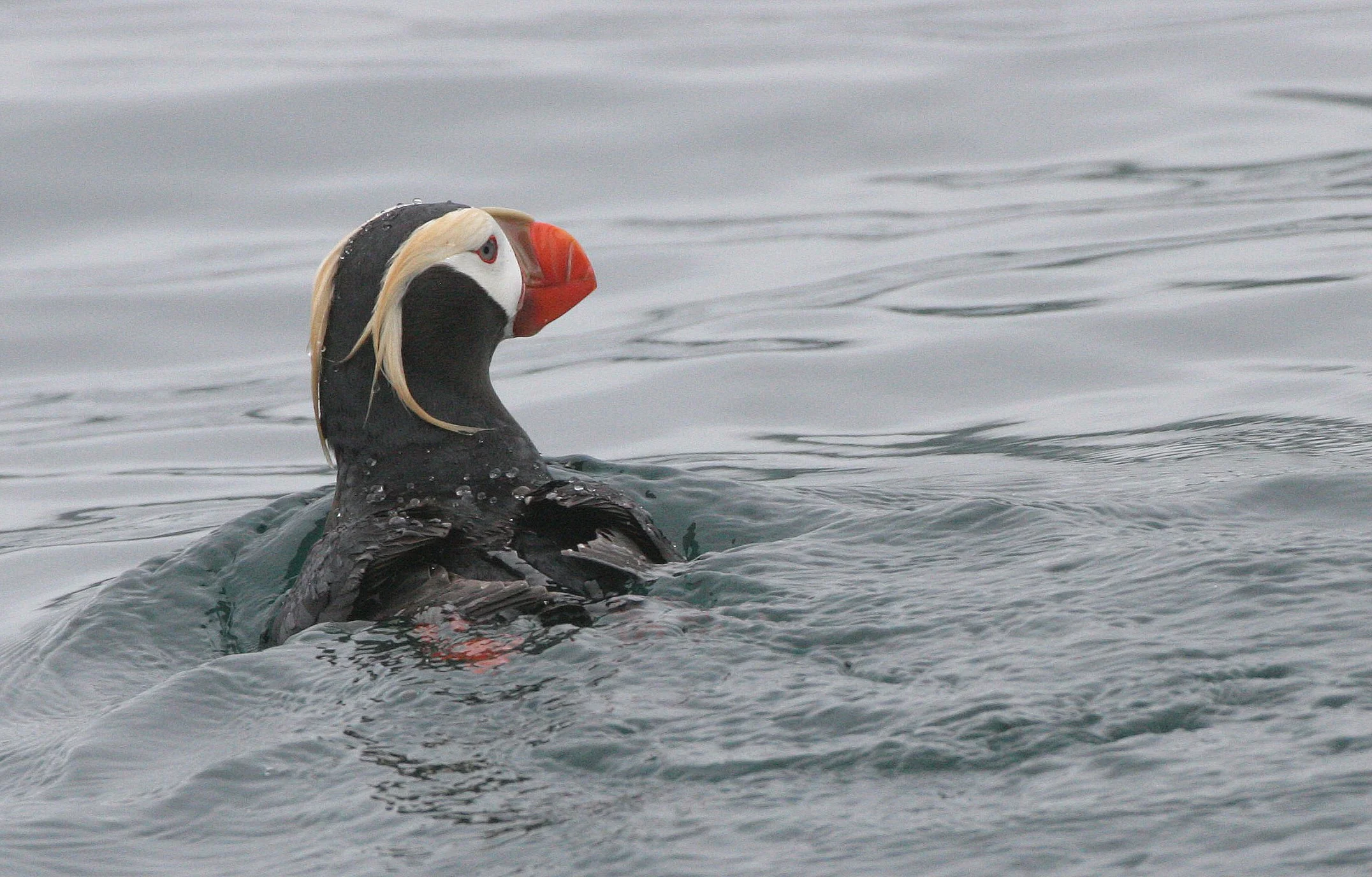 Fratercula cirrhata - TUFTED PUFFIN - OFF COAST OF KAMCHATKA (10).jpg